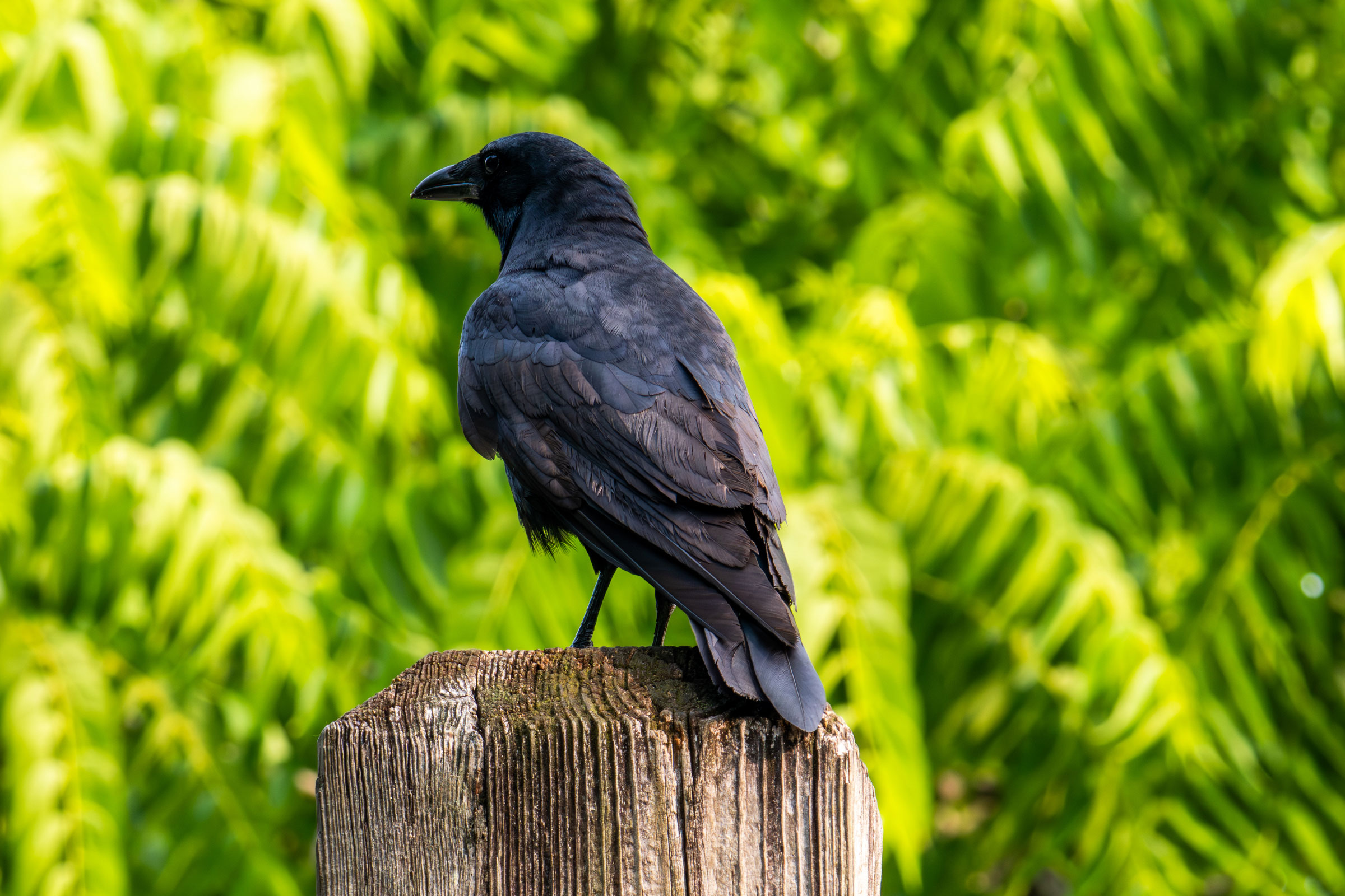 Fish Crow - Adult, photo by Erie Dragonuk