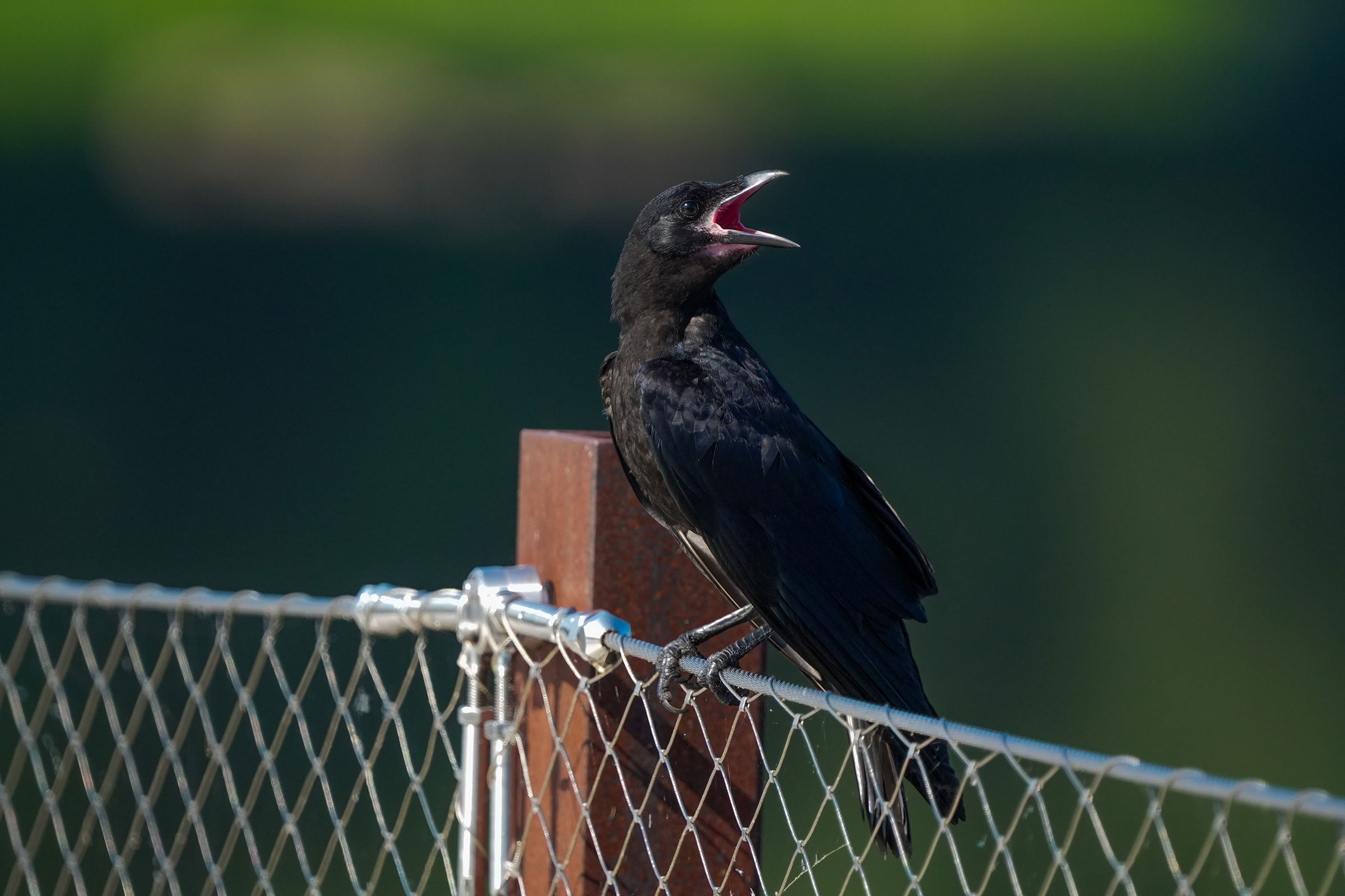 Fish Crow - Juvenile, photo by TJ Byrd