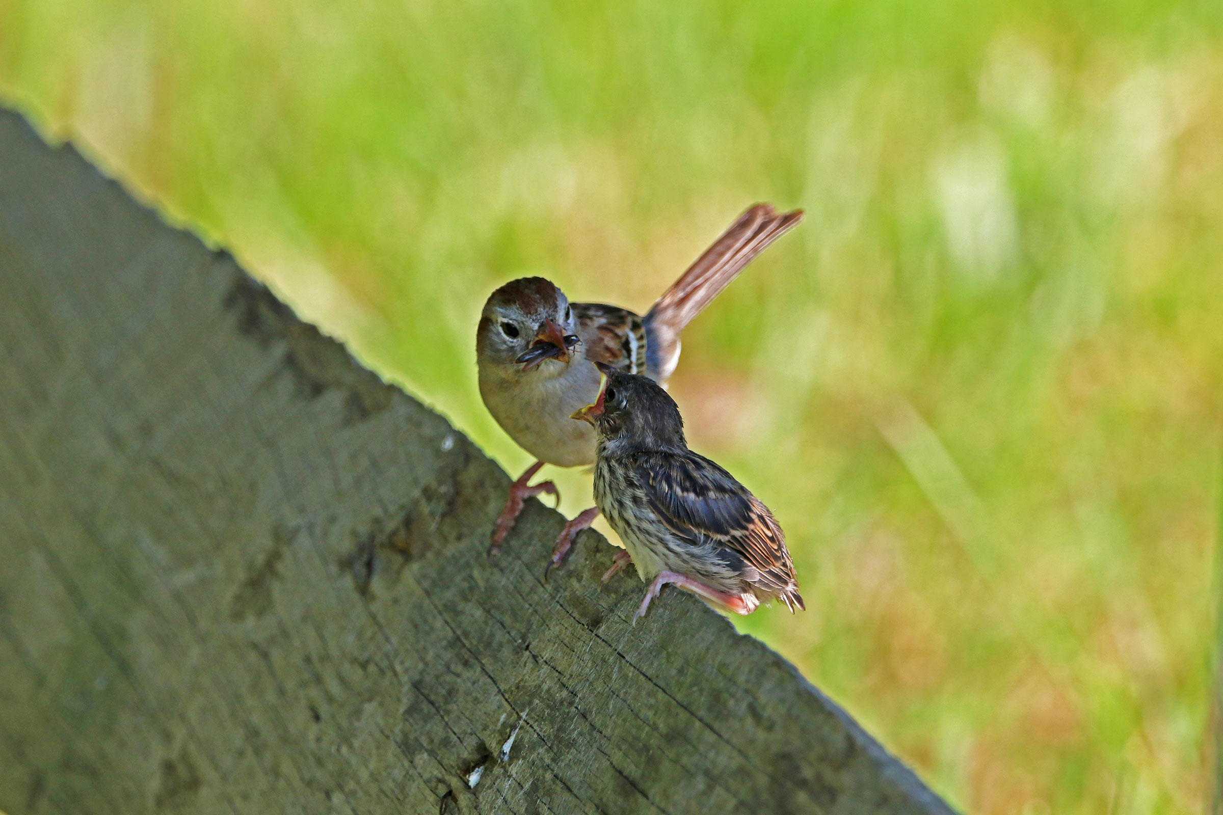 Field Sparrow - Feeding young, photo by Daniel Lebbin