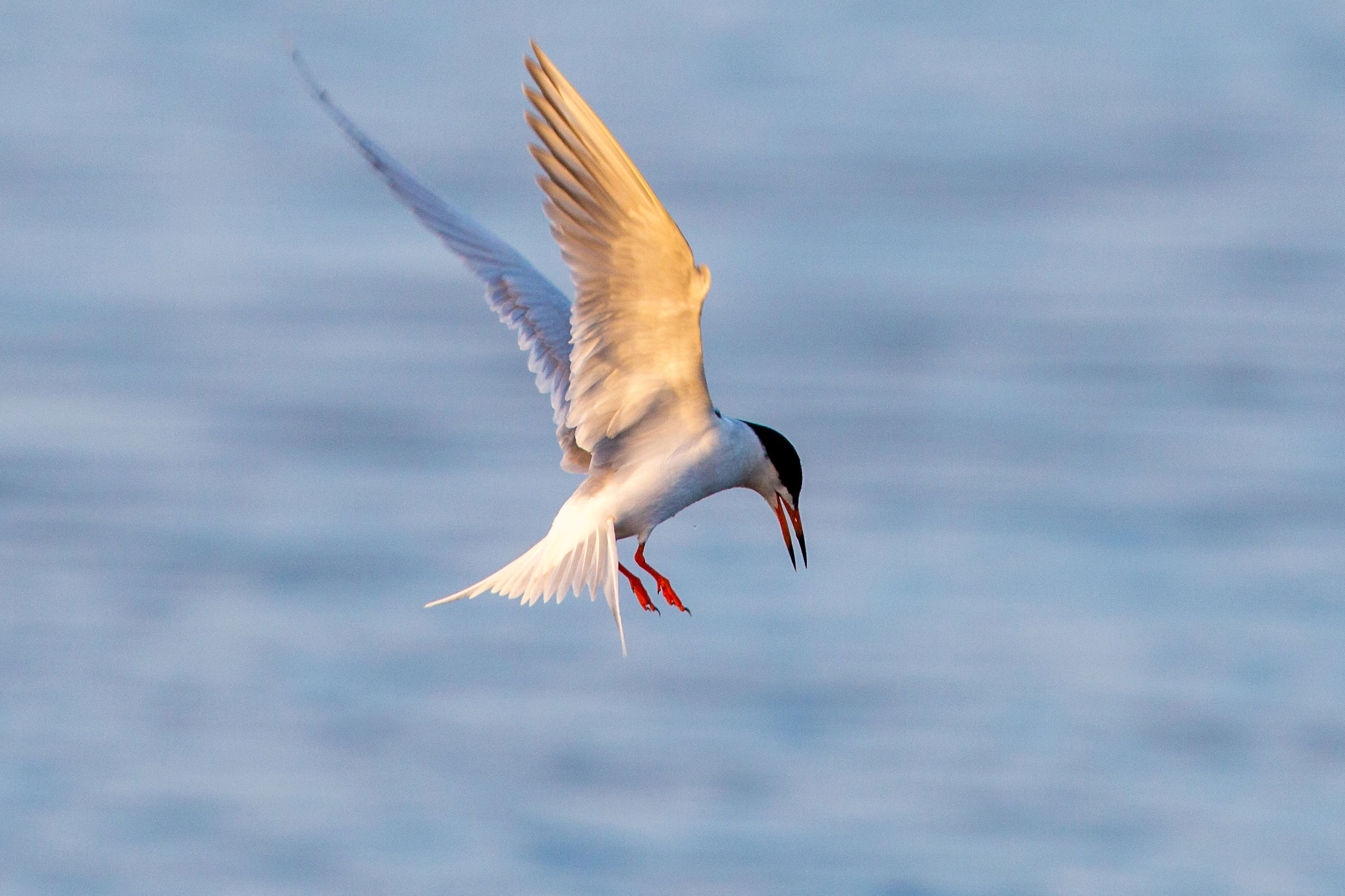 Forster's Tern - Adult flying , photo by Ron Ketter