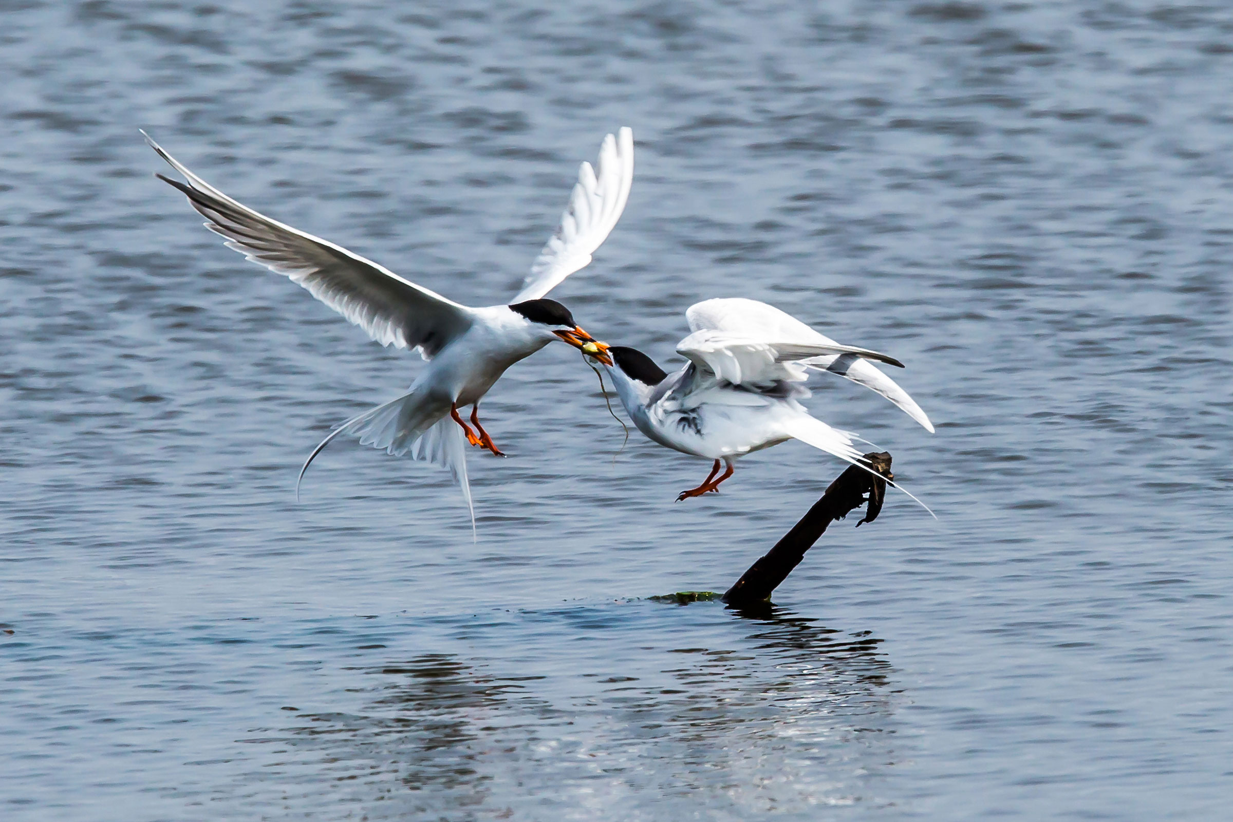 Forster's Tern - Courtship feeding, photo by Ron Ketter