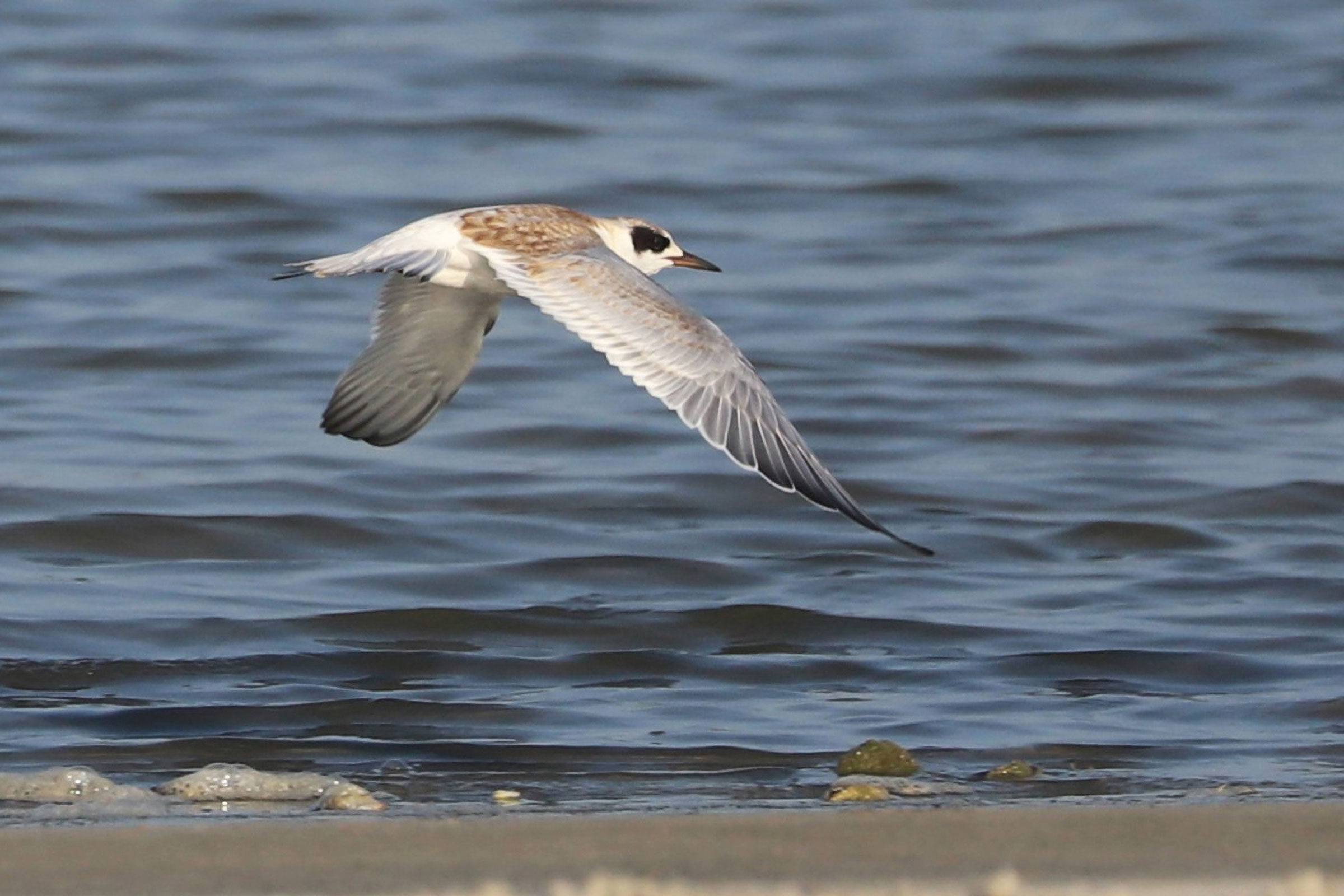 Forster's Tern - Immature , photo by Nick Newberry