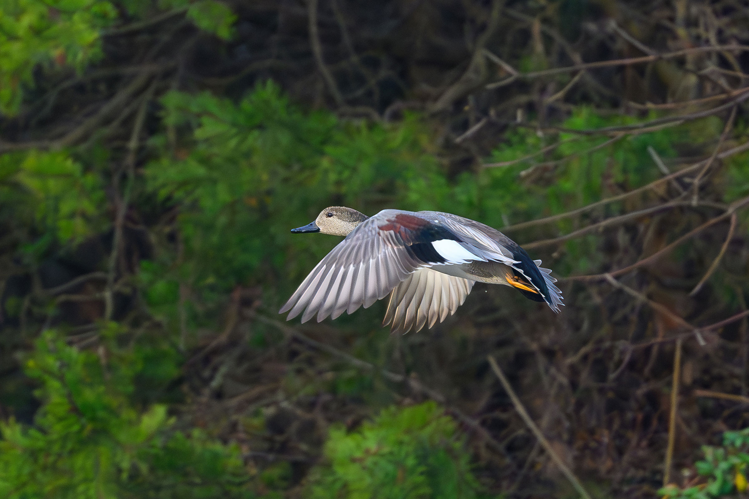 Gadwall - Adult male, photo by Jim Emery