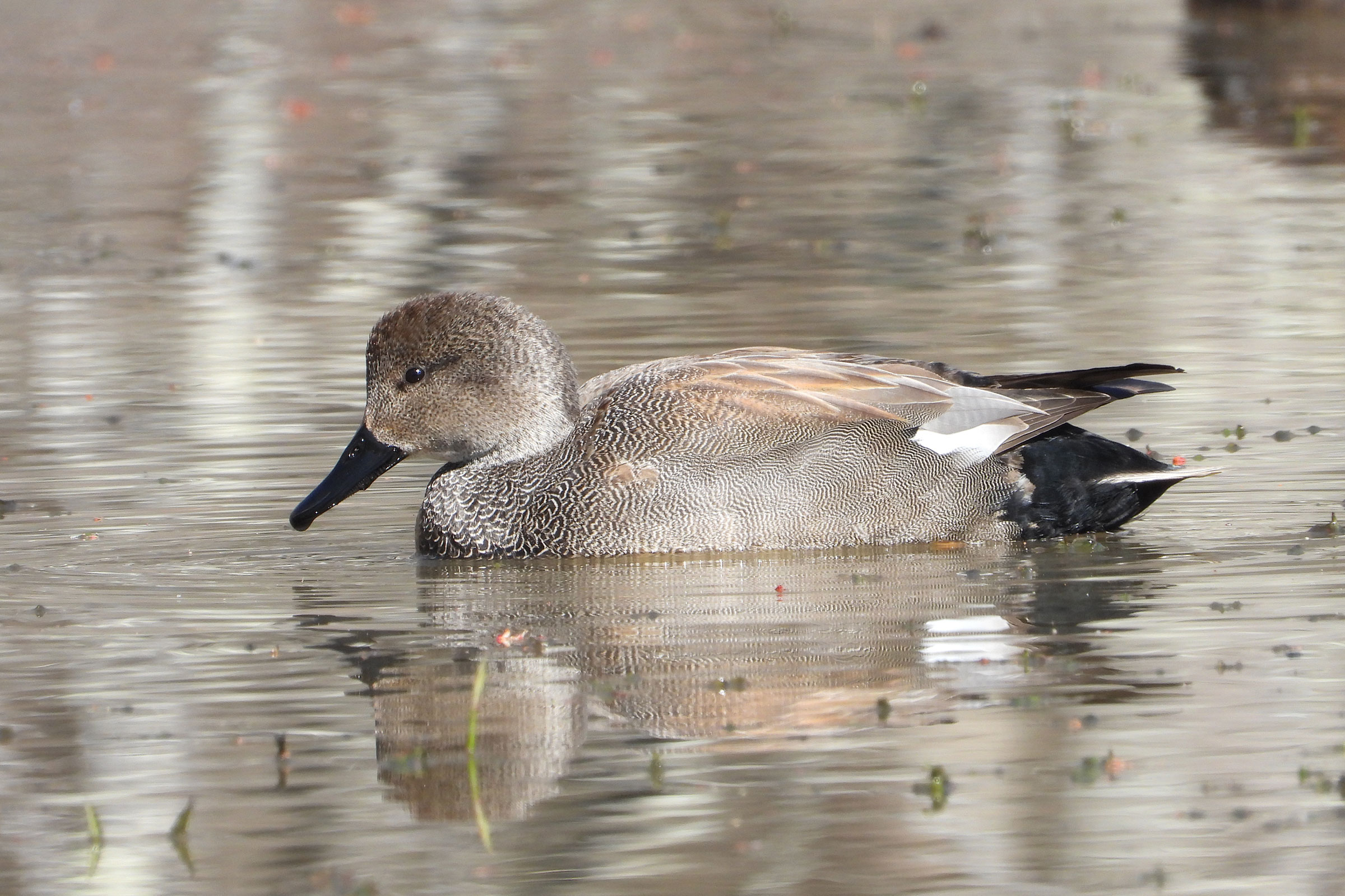 Gadwall - Adult male, photo by Mike Cianciosi