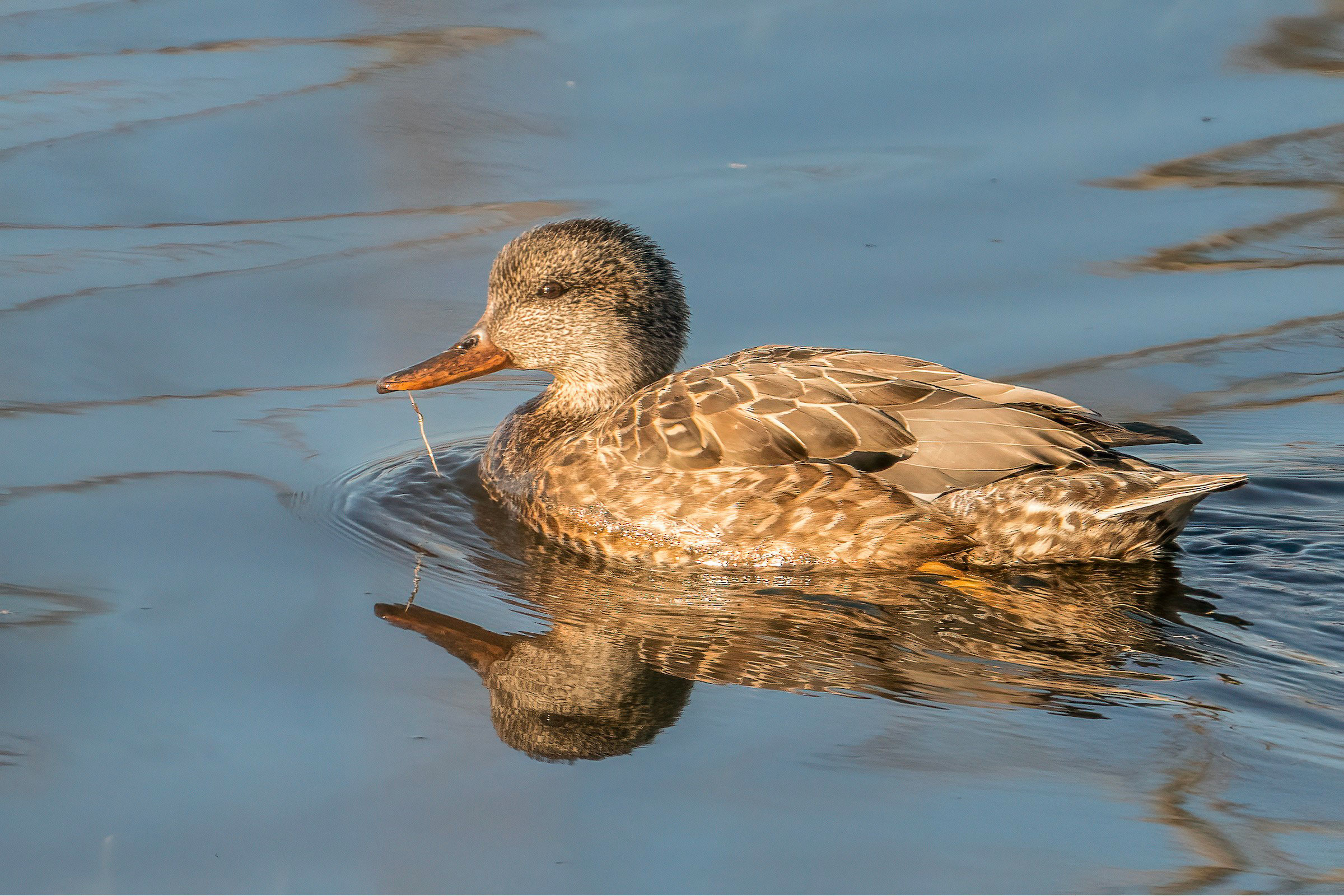 Gadwall - Adult female, photo by Bill Wood