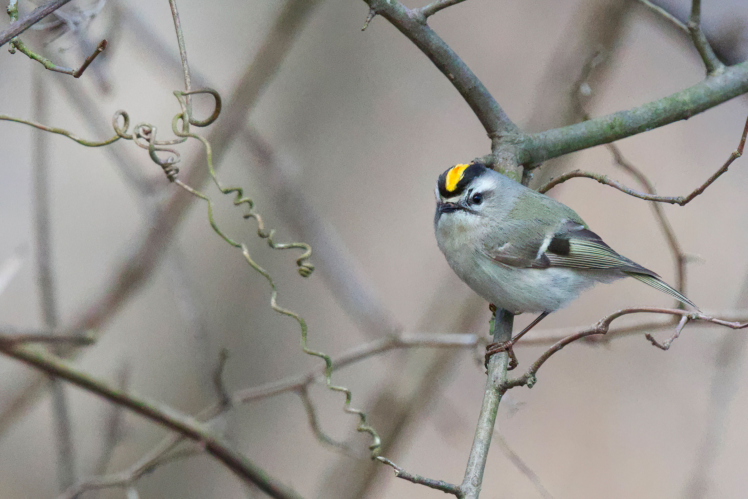 Golden-crowned Kinglet - Adult male, photo by Steve Bielamowicz