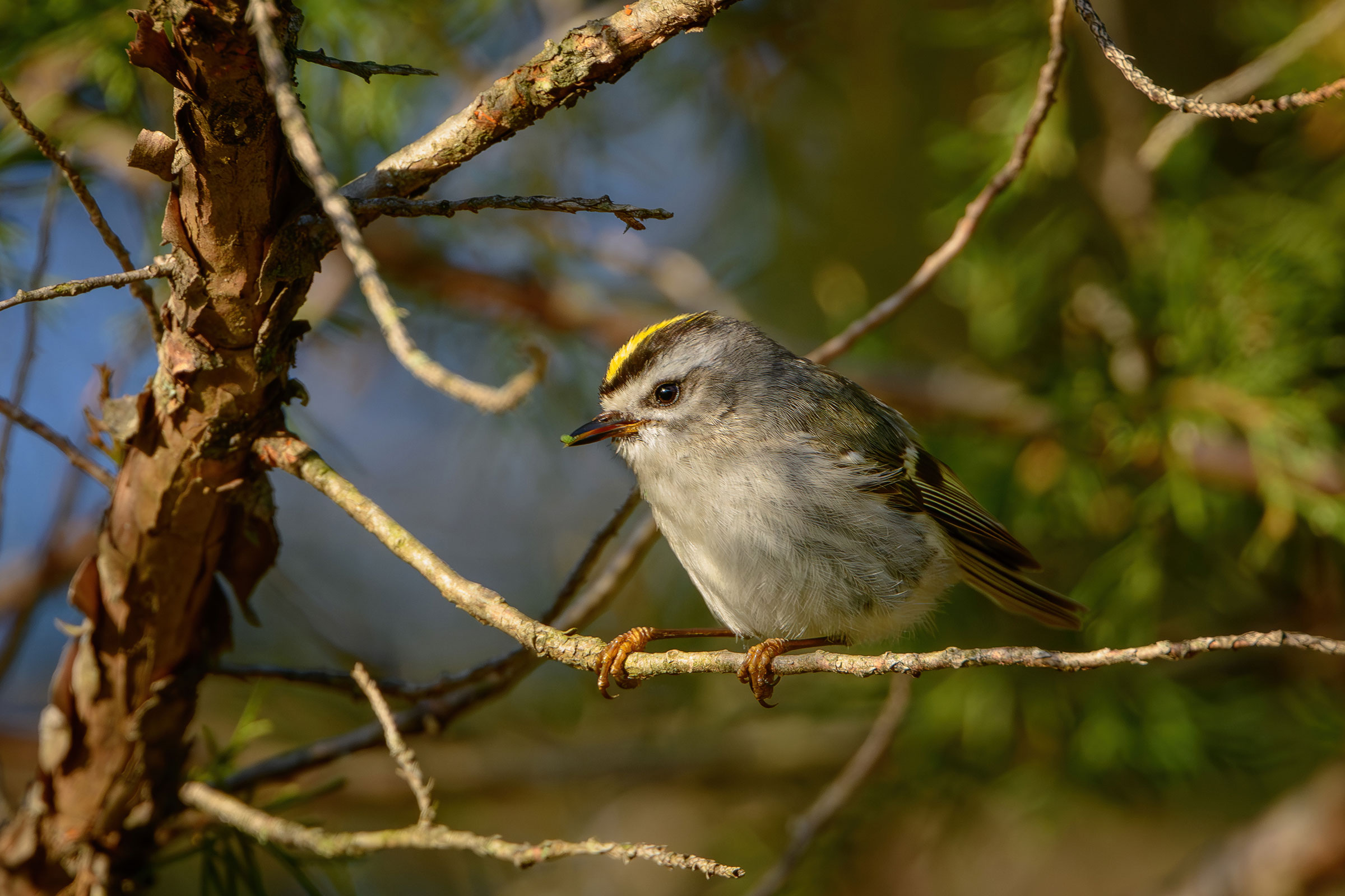 Golden-crowned Kinglet - With food, photo by Jim Emery