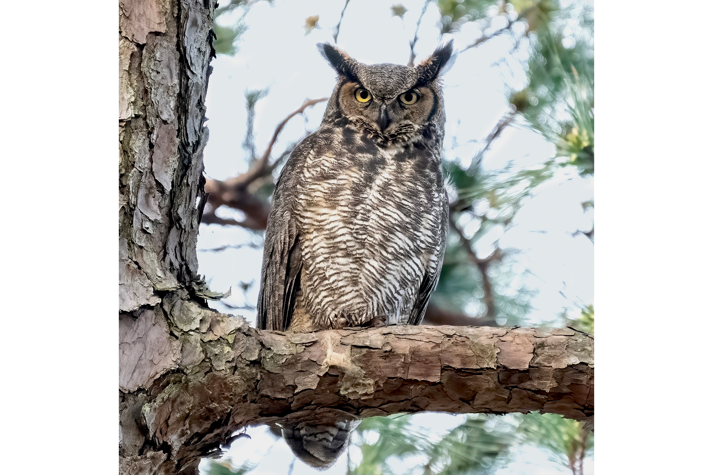 Great Horned Owl - Adult, photo by Jim Easton