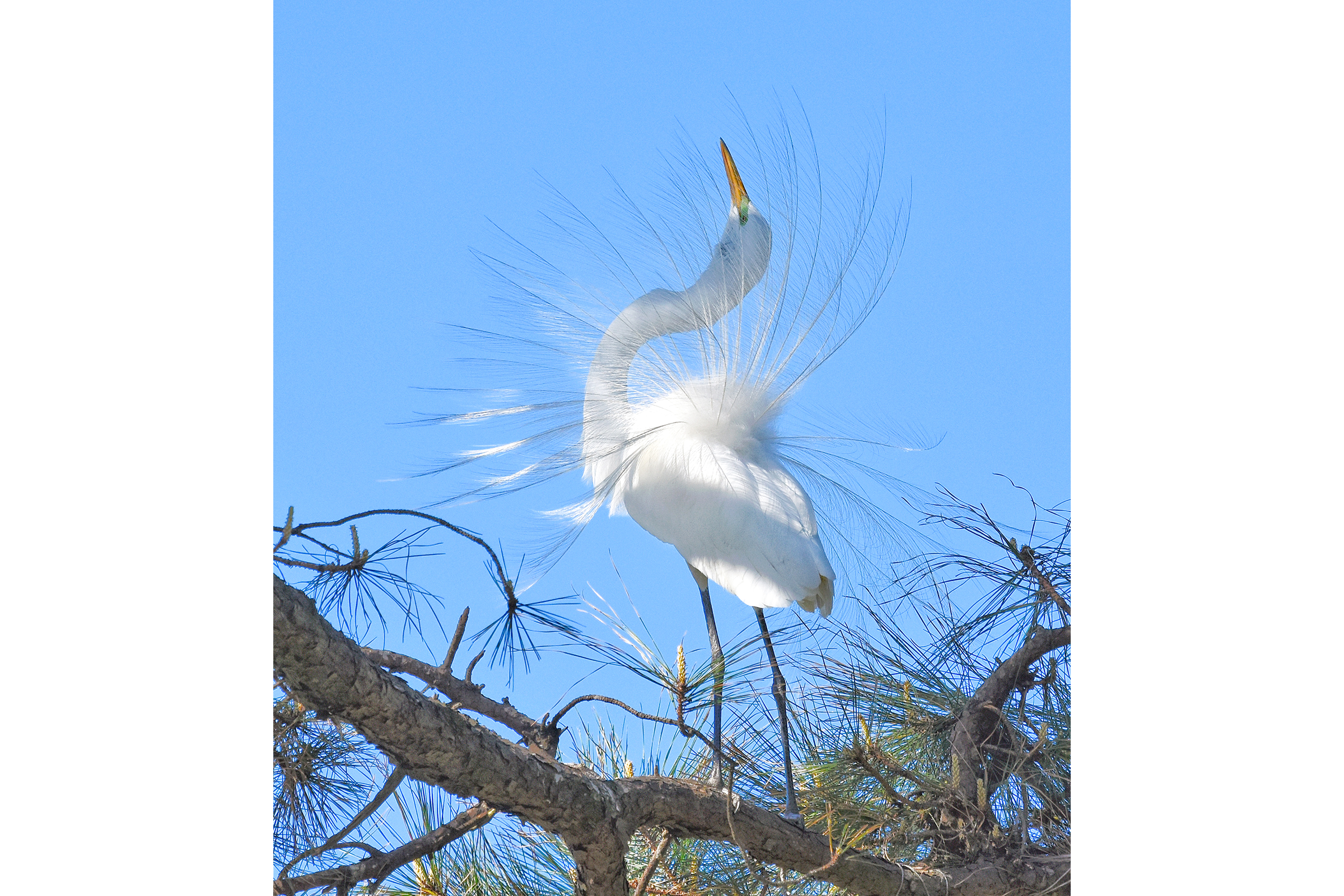 Great Egret - Adult displaying, photo by Betty Sue Cohen 