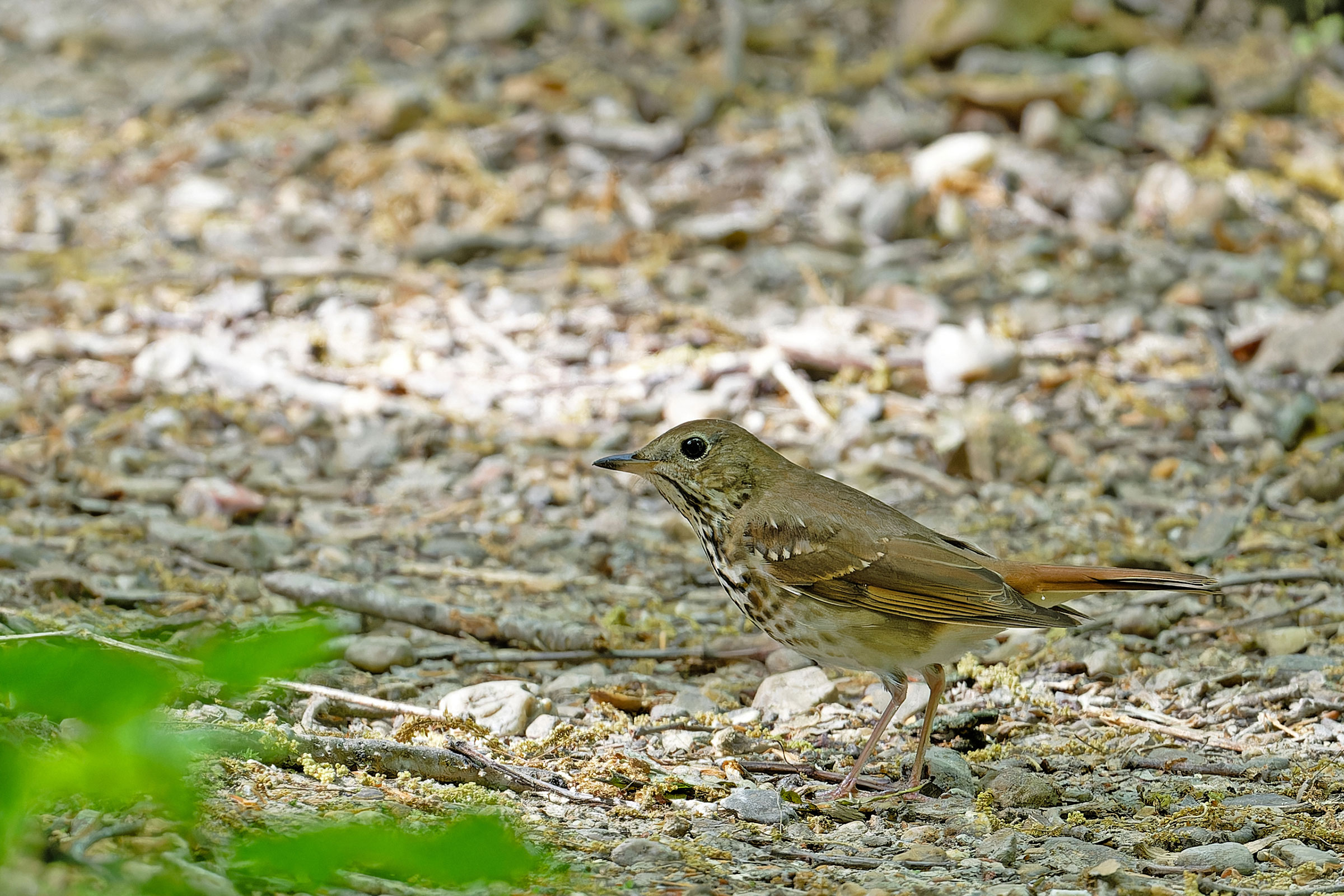 Hermit Thrush - Adult, photo by Jan Kool