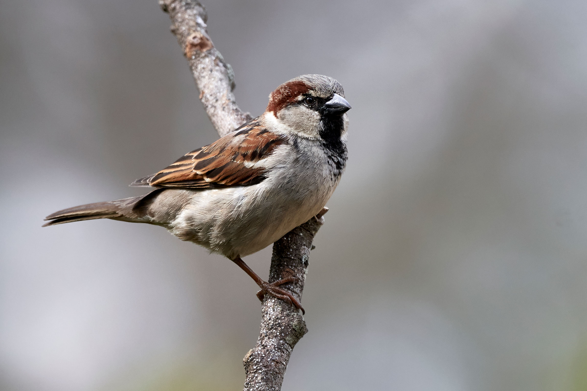 House Sparrow - Adult male, photo by Corby Amos