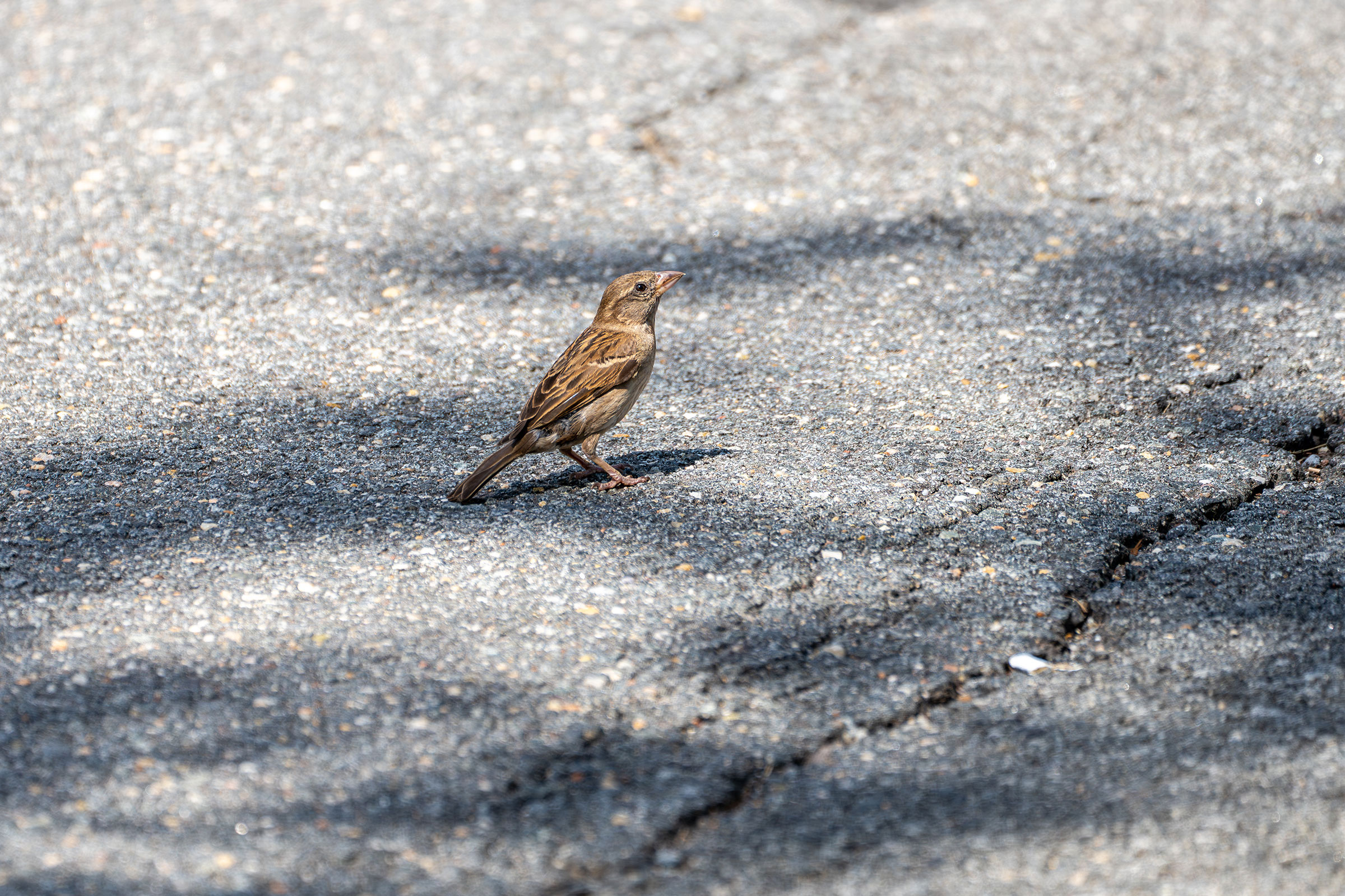 House Sparrow - Adult female, photo by Breck Haining
