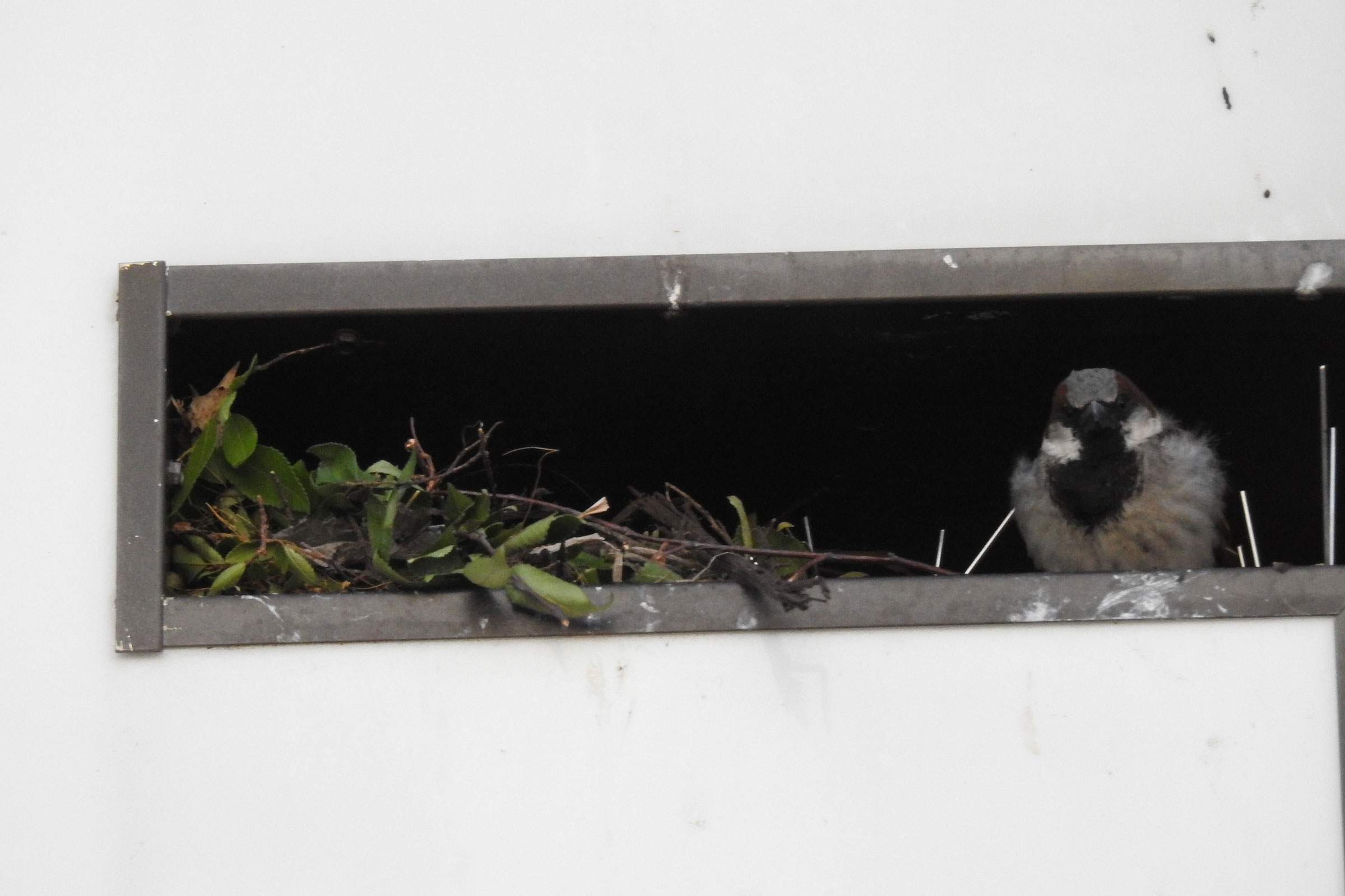 House Sparrow - Nest, photo by Laura Mae