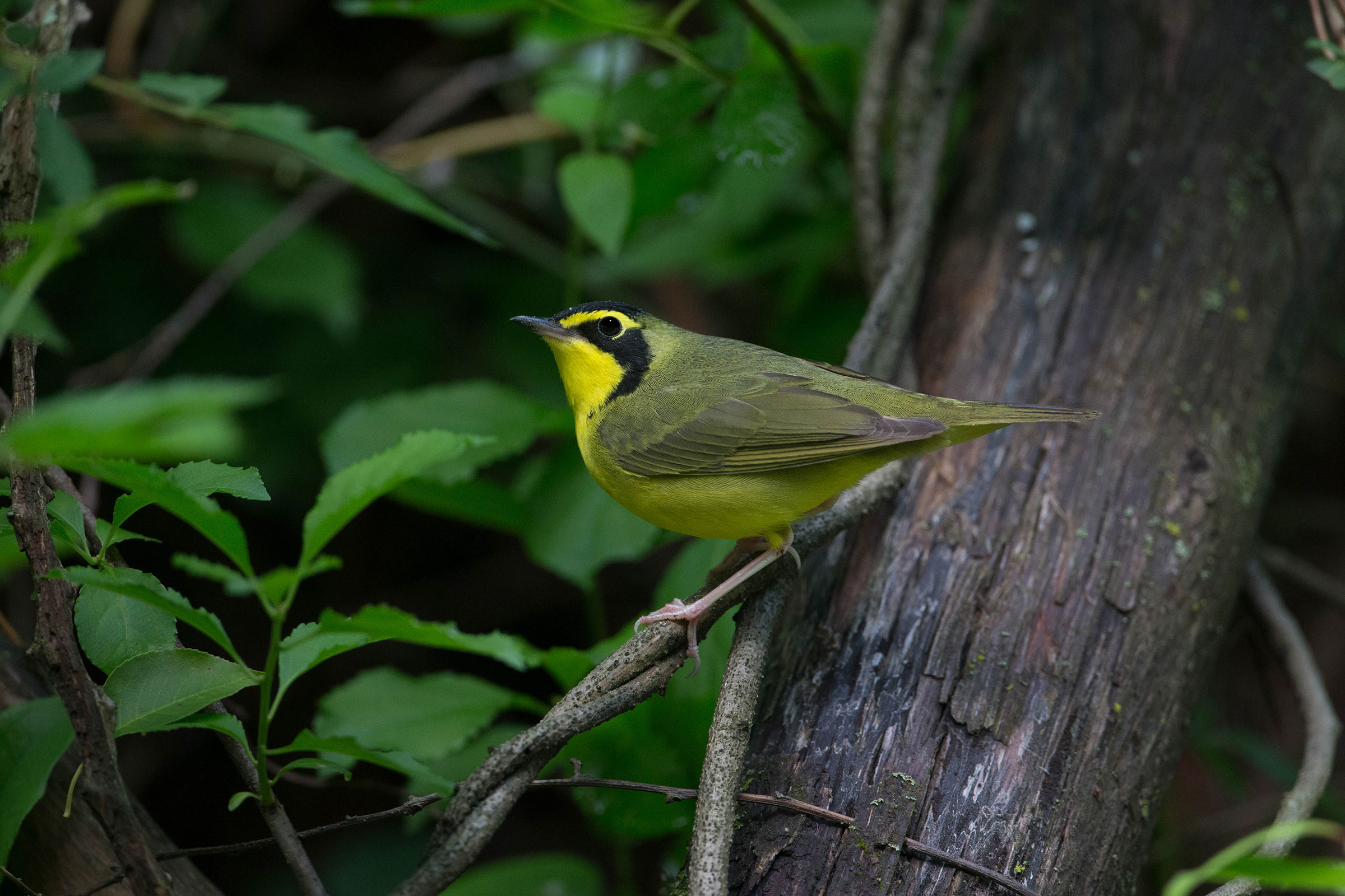Kentucky Warbler - Adult male, photo by Brian Smith