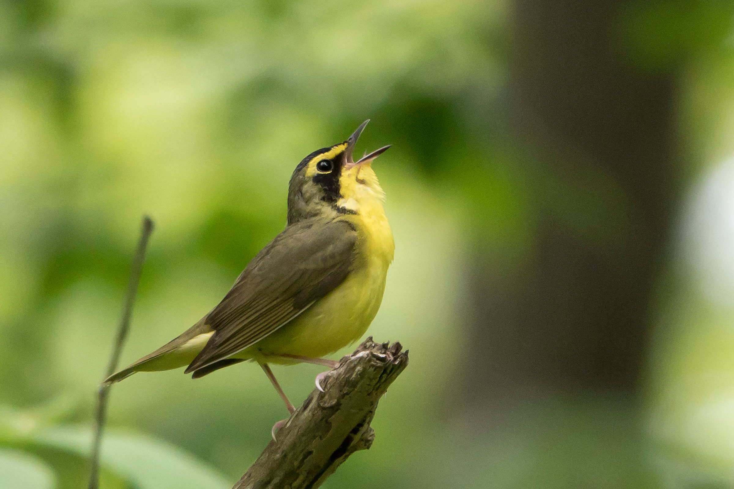 Kentucky Warbler - Male singing, photo by Dave Boltz