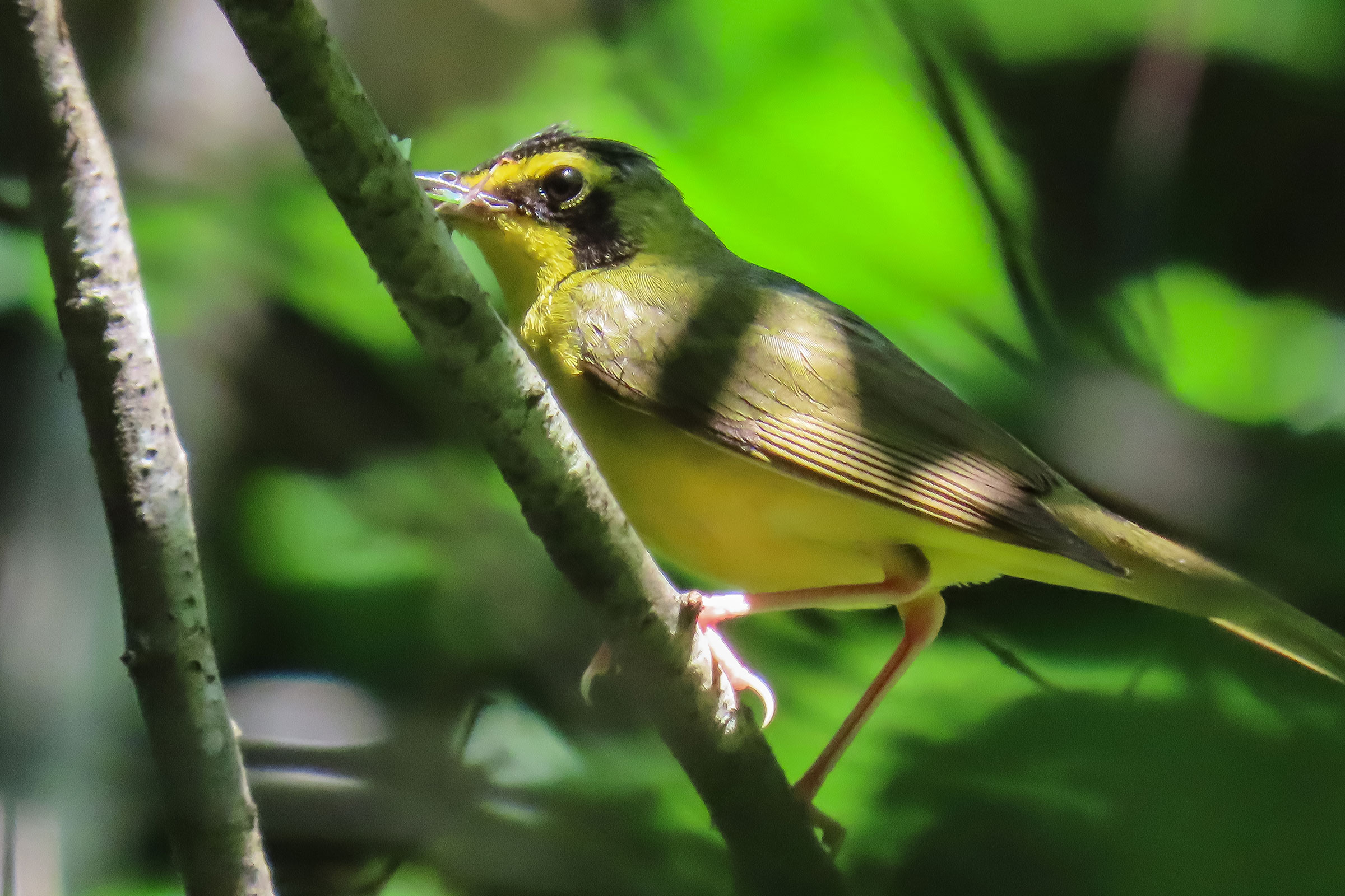 Kentucky Warbler - Adult female with food, photo by Susan Baldauf Wright