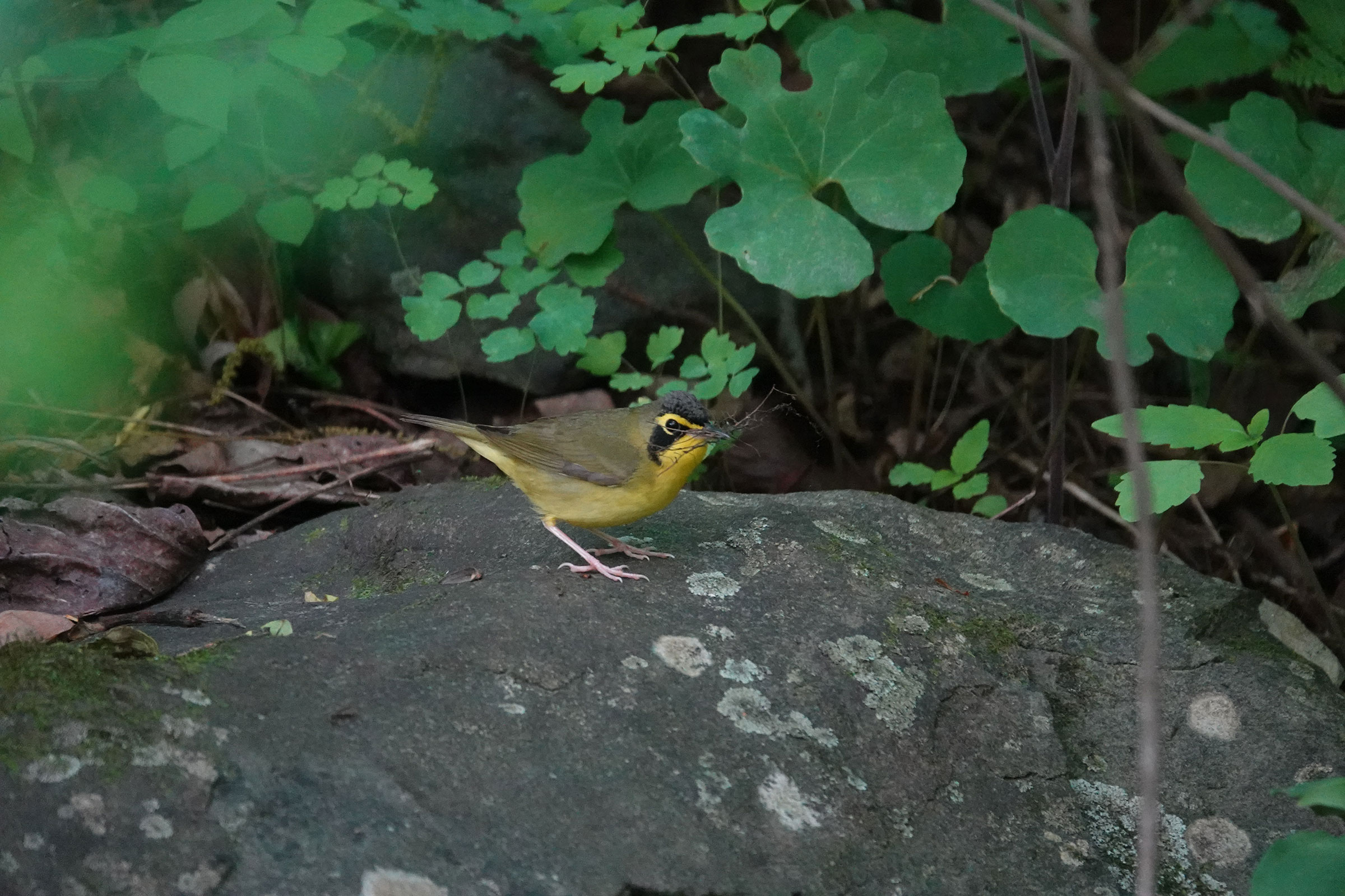 Kentucky Warbler - With nesting material, photo by N. Wade Snyder