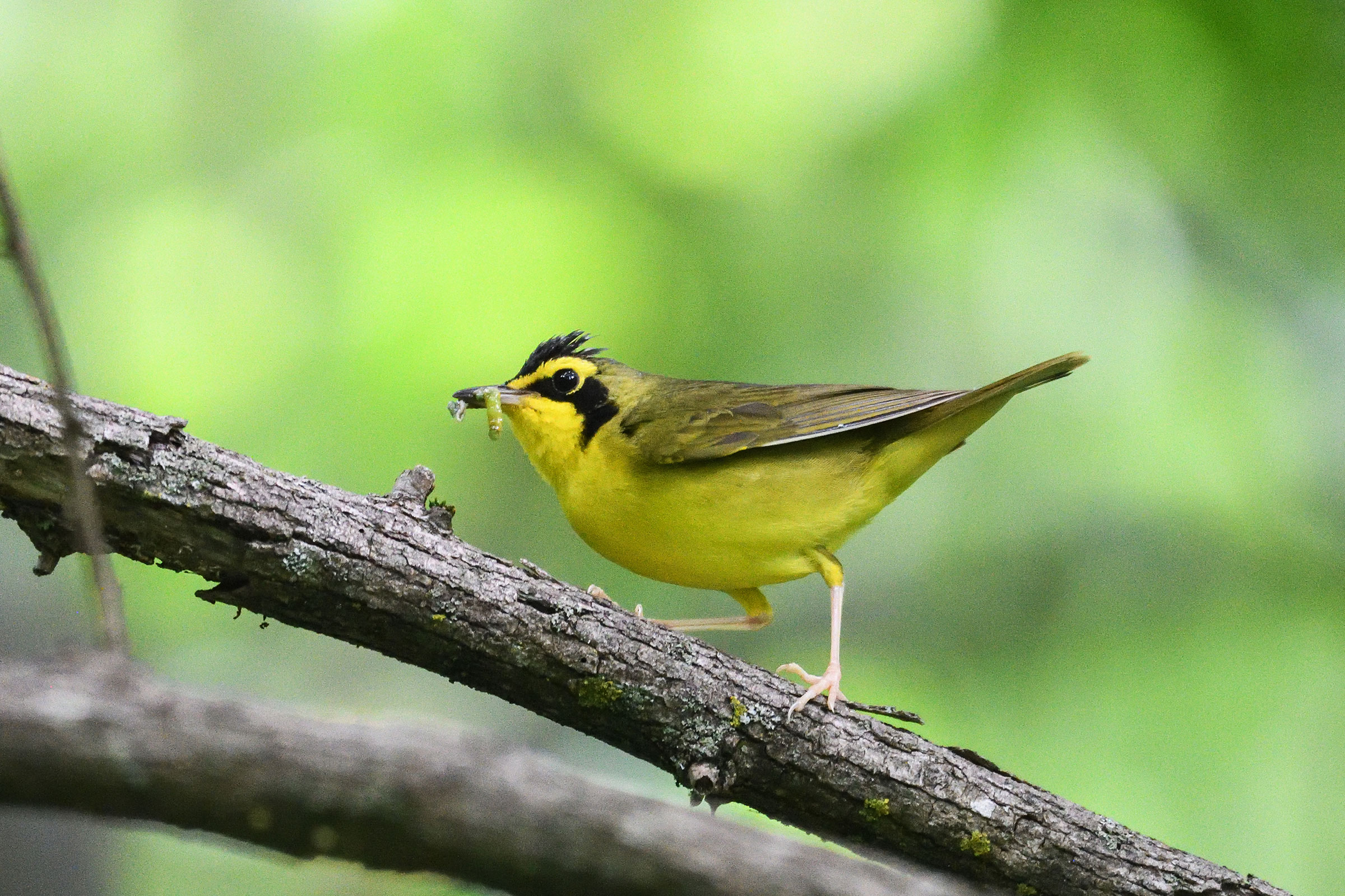 Kentucky Warbler - Carrying food, photo by Beth and Dan Fedorko