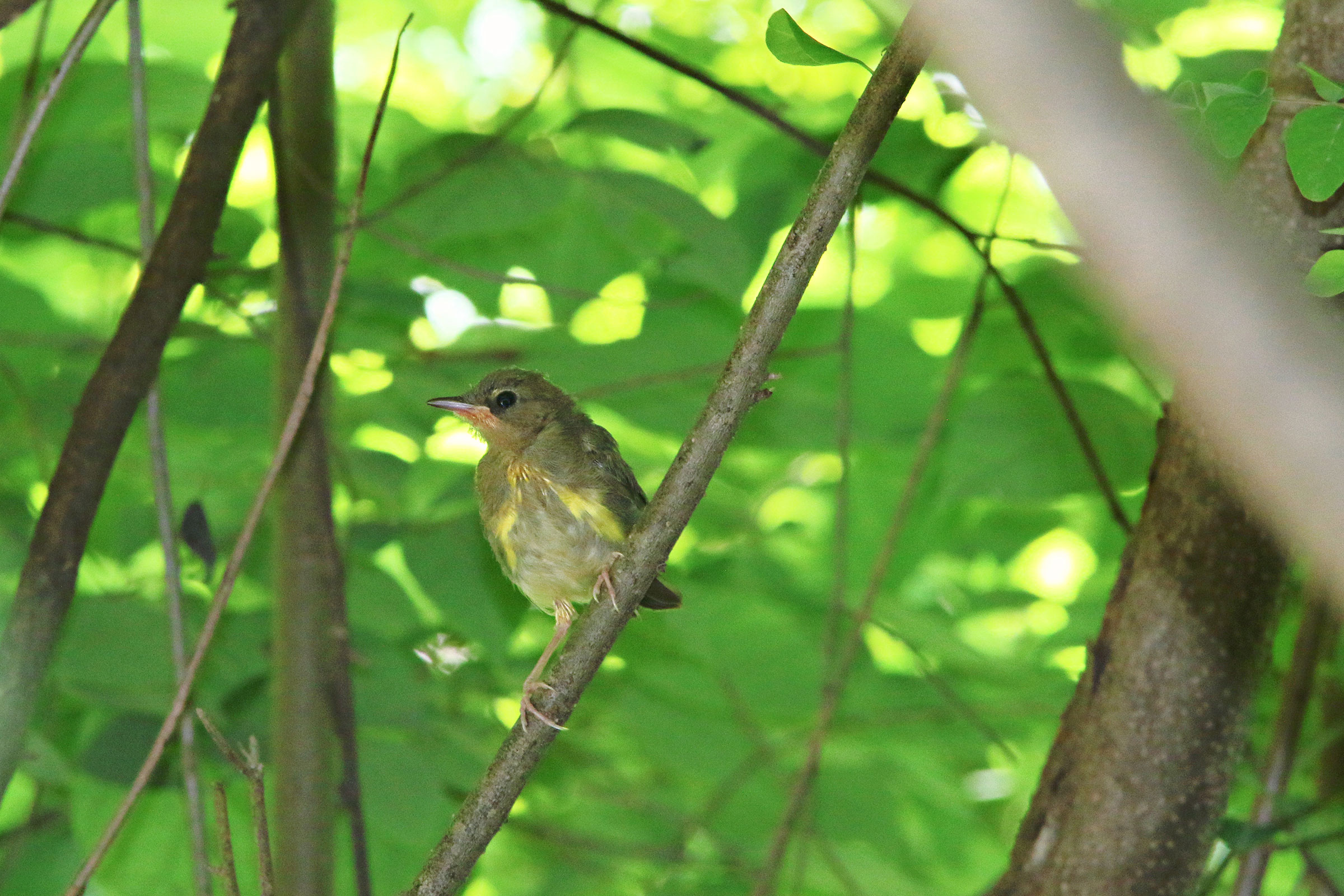Kentucky Warbler - Juvenile, photo by Michael Boatwright