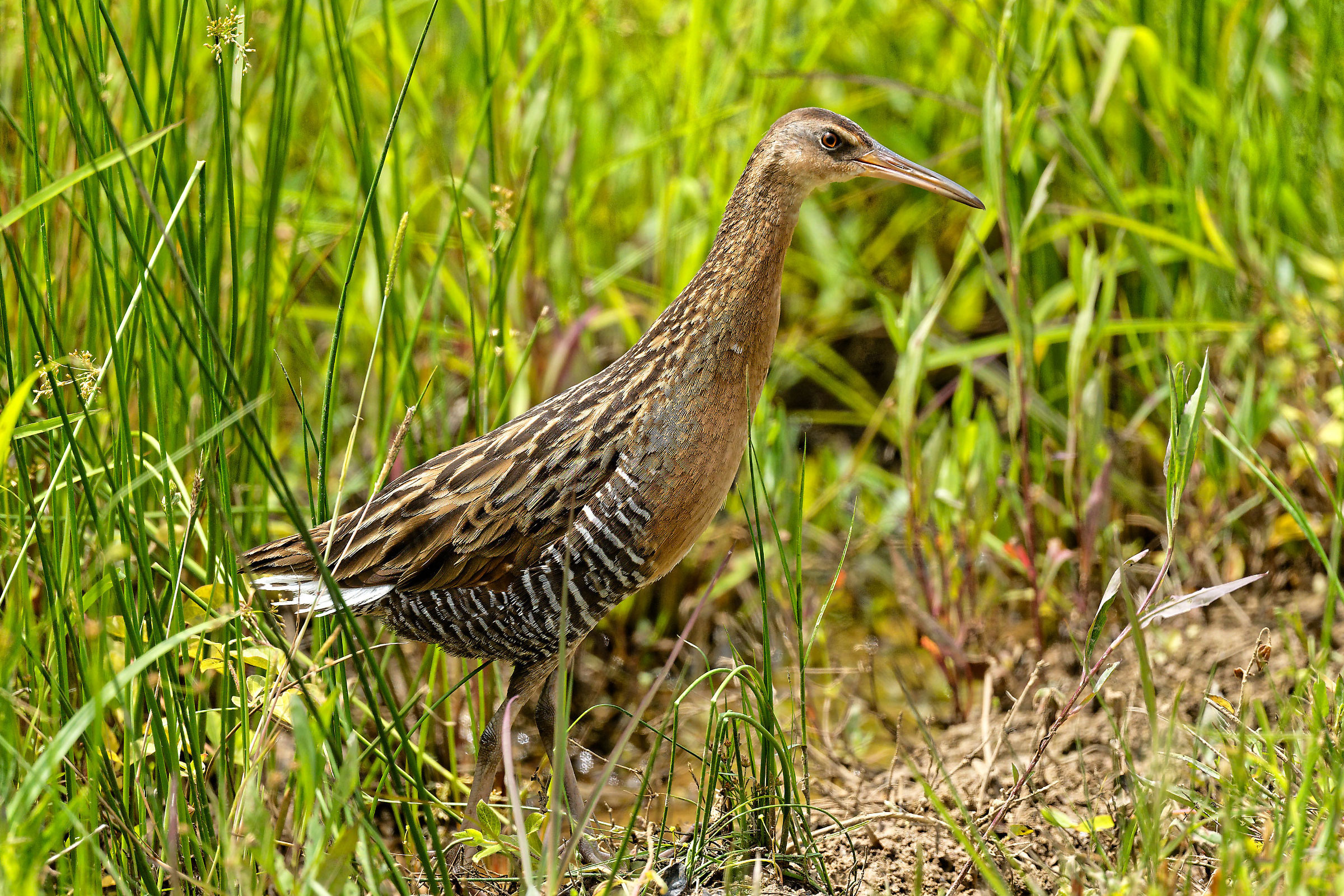 King Rail - Adult, photo by Clyde Wilson