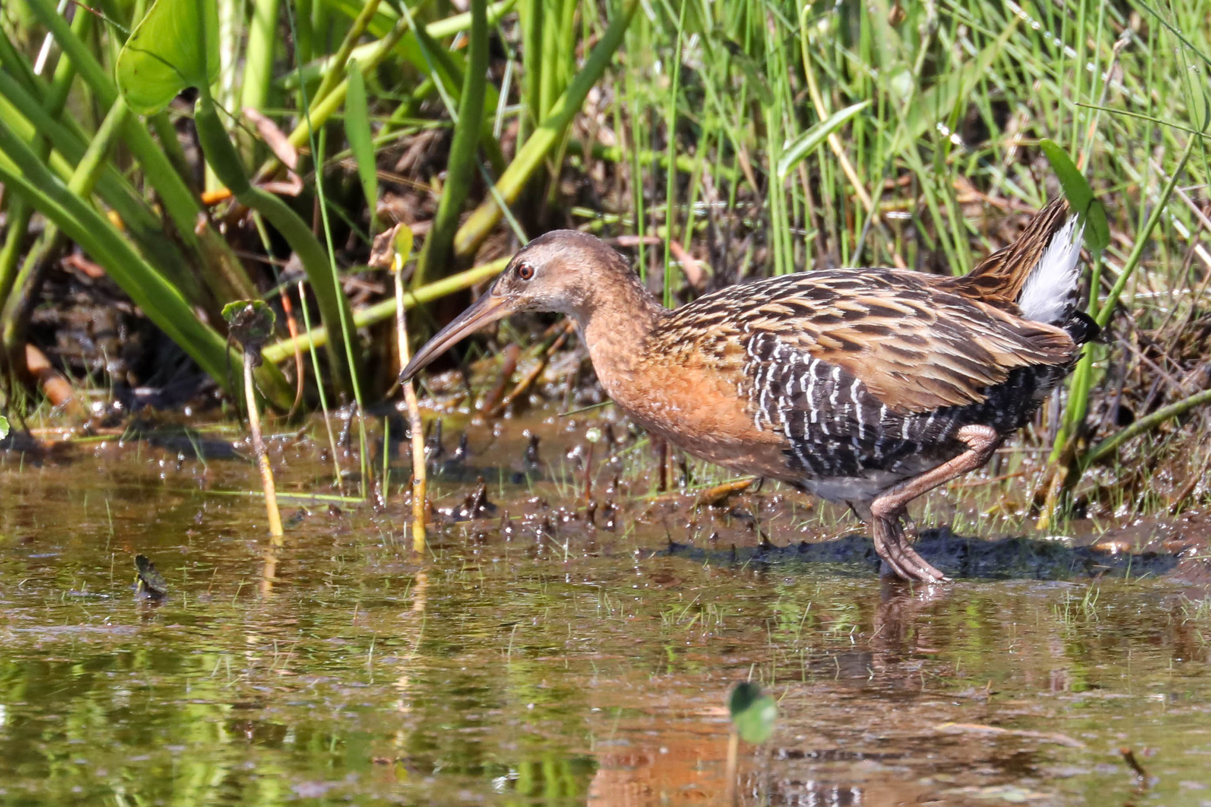 King Rail - Adult, photo by Cindy Hamilton