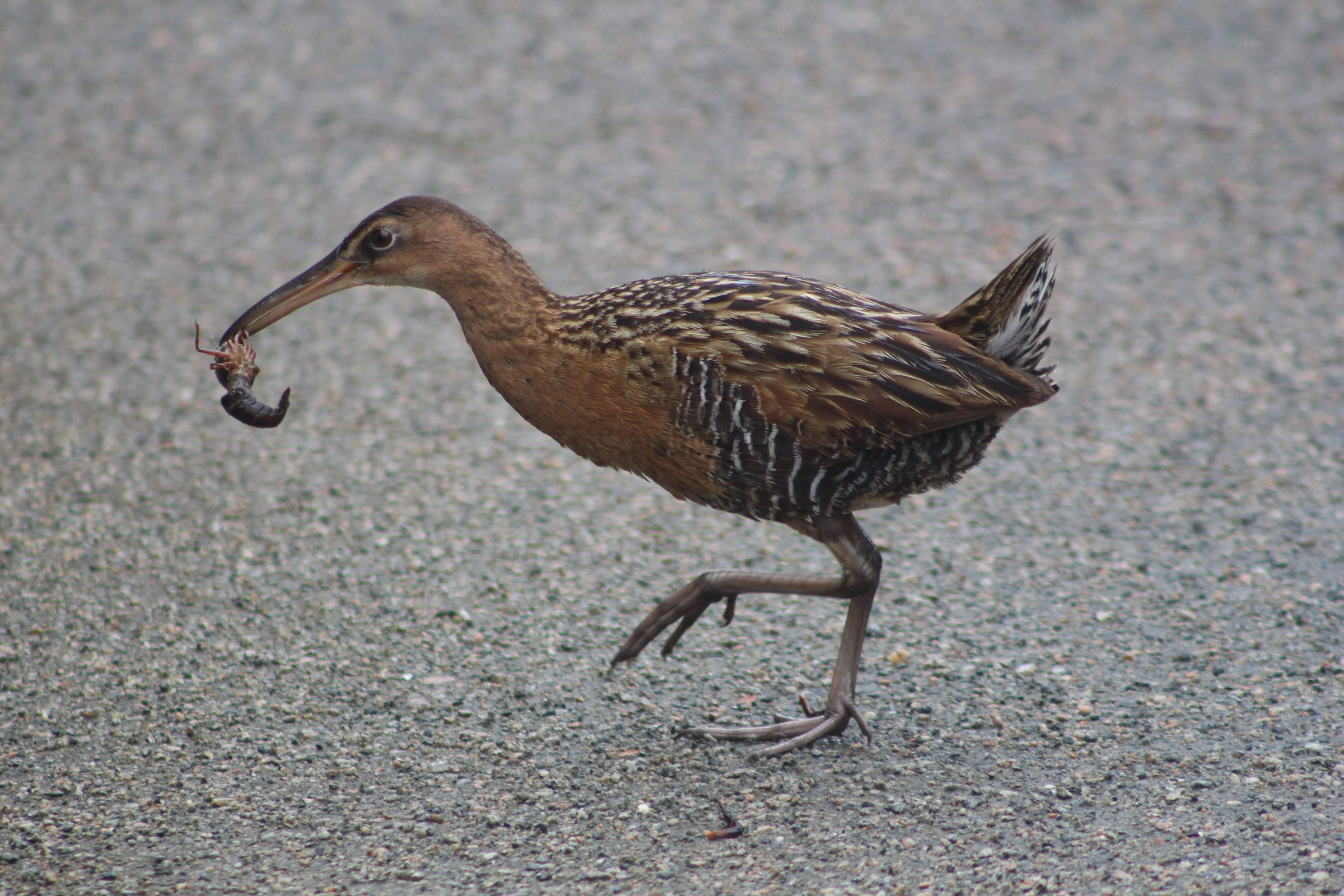 King Rail - Adult, photo by Derik Yoder