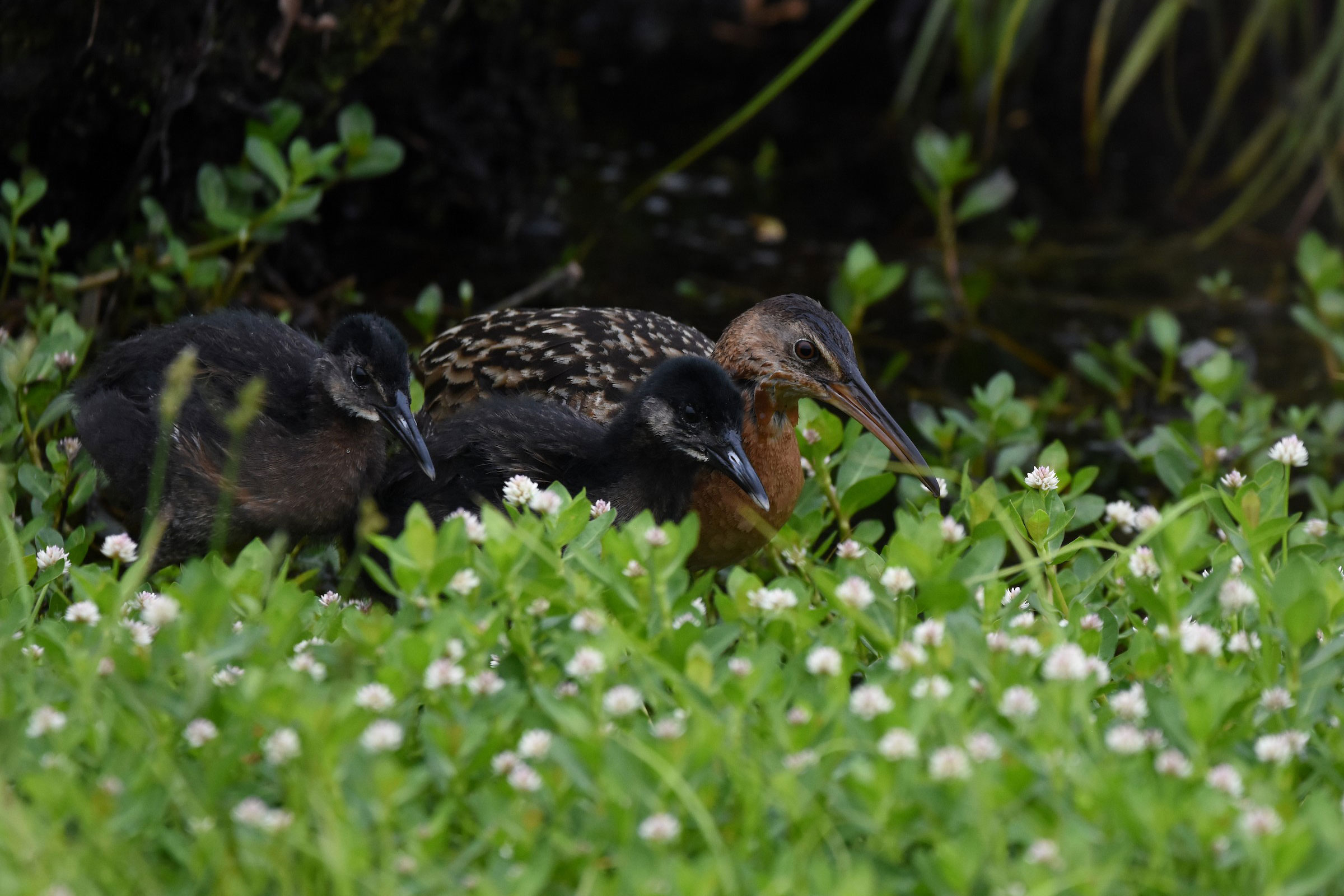 King Rail - Adult with young, photo by Christopher Lindsey