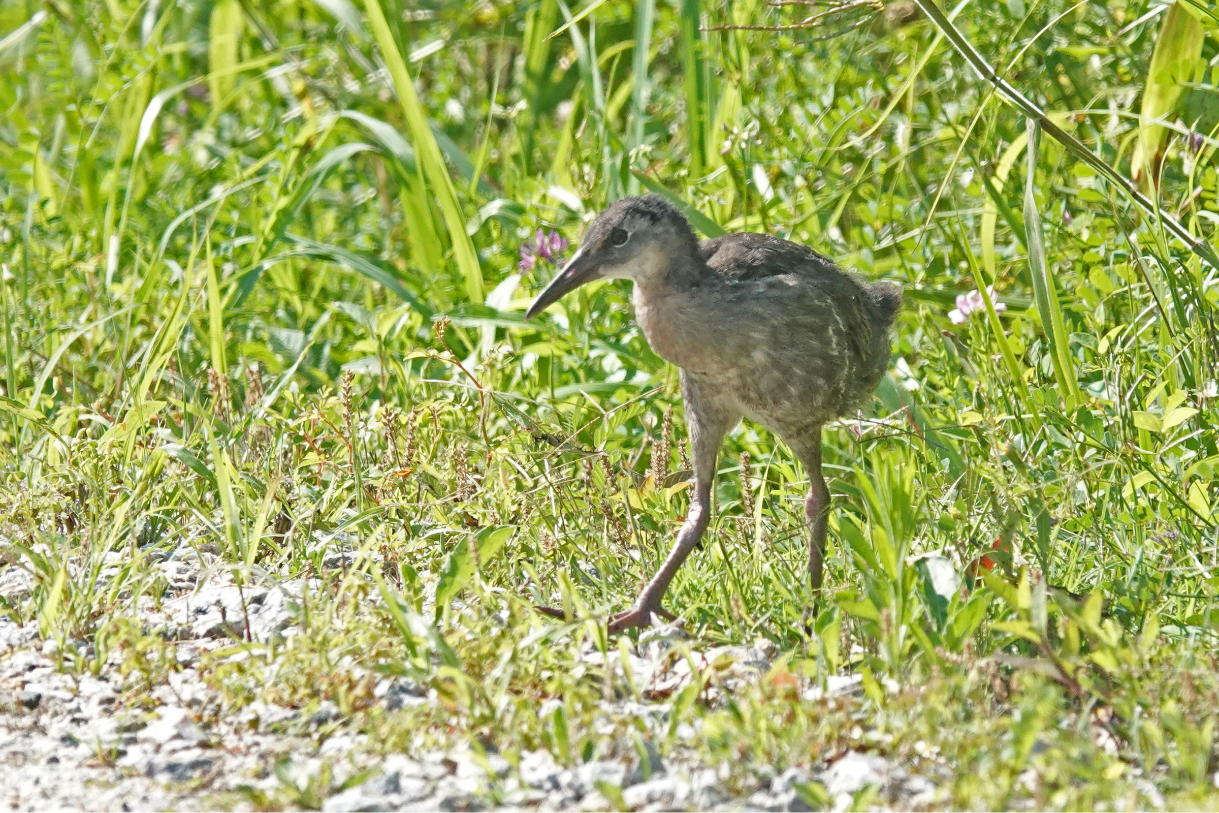 King Rail - Immature, photo by Alan Mitchnick