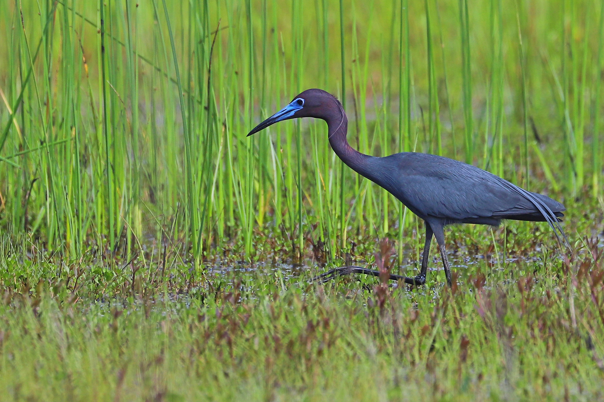 Little Blue Heron - Adult foraging, photo by Rob Bielawski