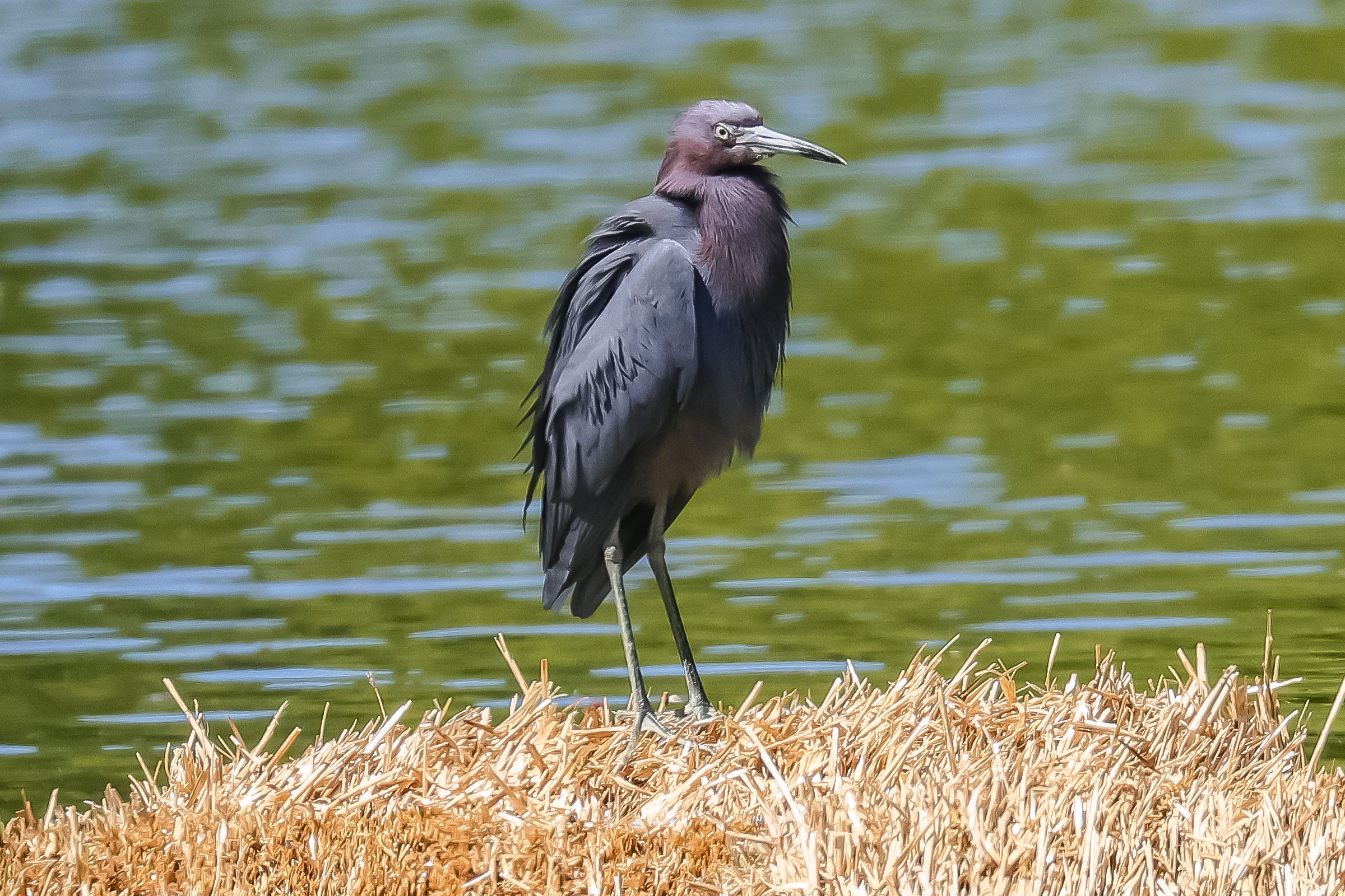 Little Blue Heron - Adult, photo by Deborah Humphries
