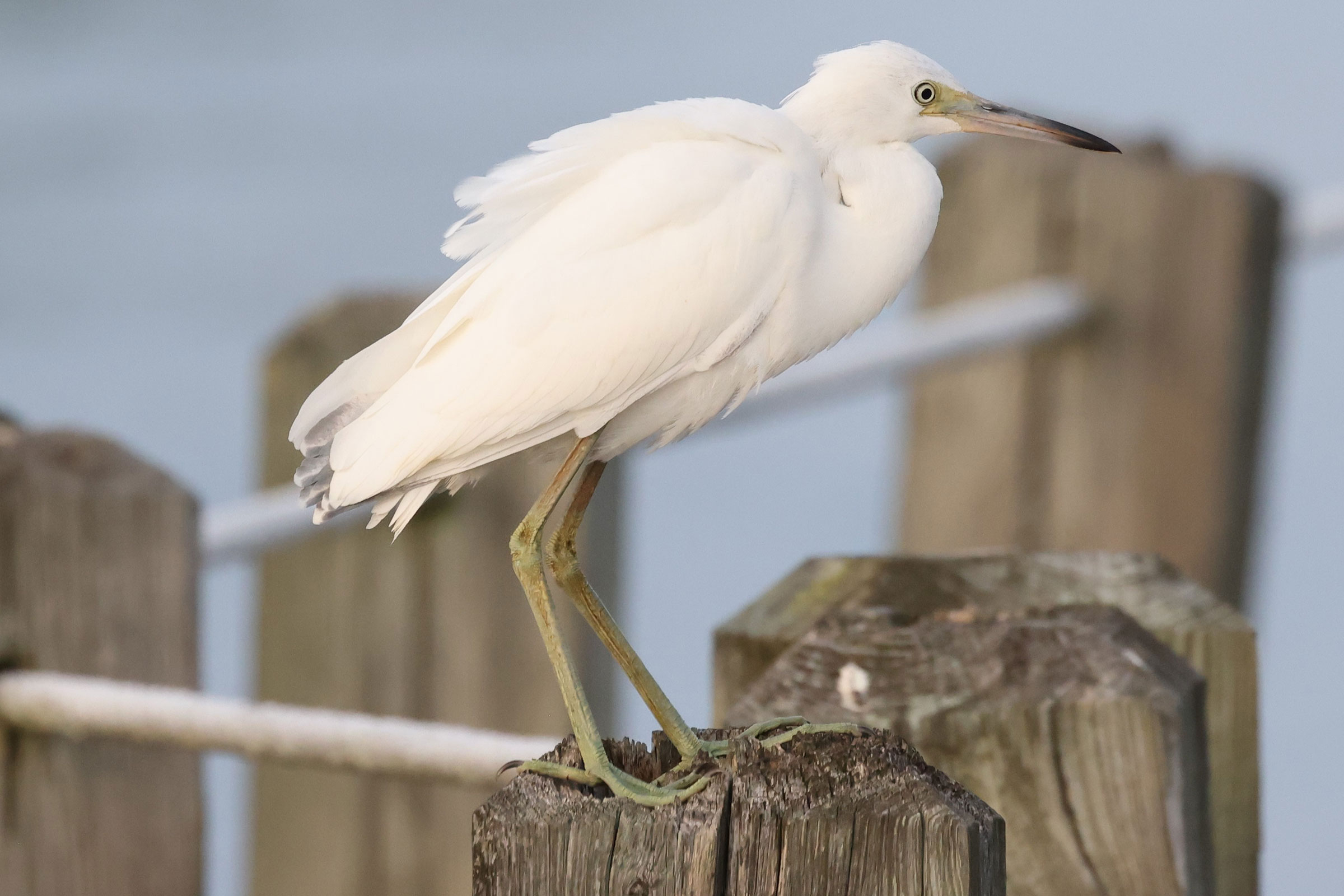 Little Blue Heron - Juvenile, photo by Kathy Richardson