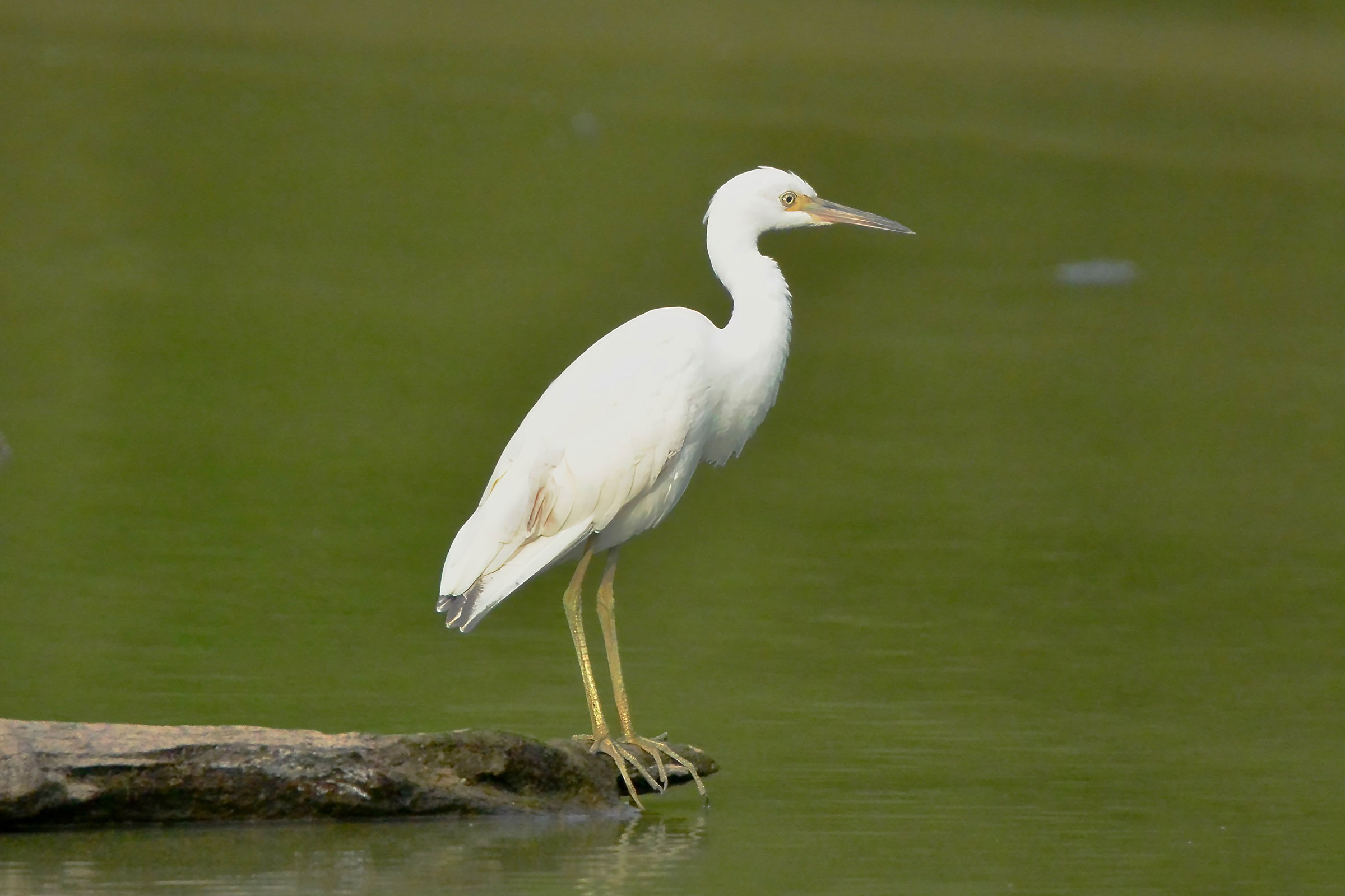 Little Blue Heron - Immature, photo by Seth Honig