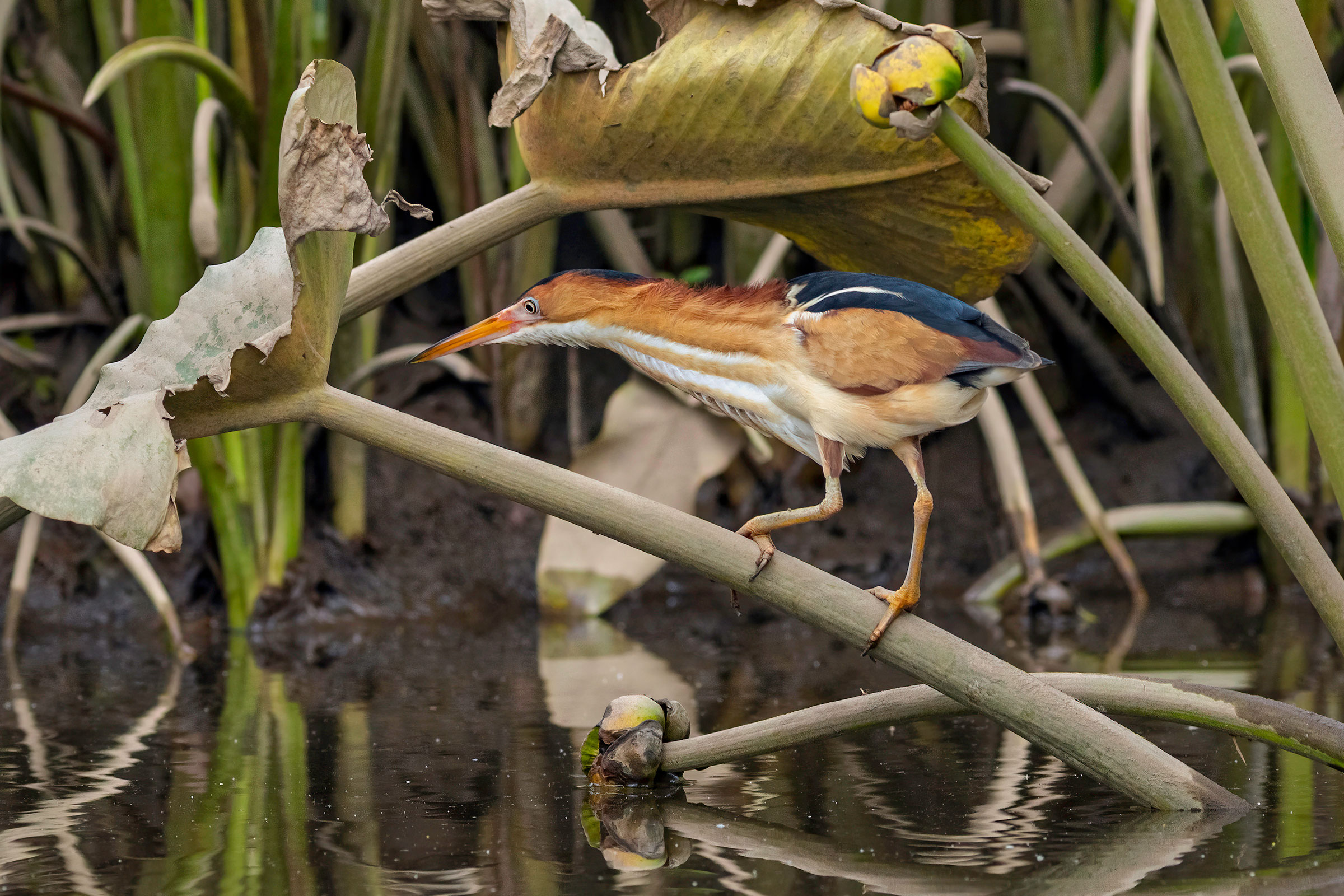 Least Bittern - Adult male foraging, photo by Todd Kiraly