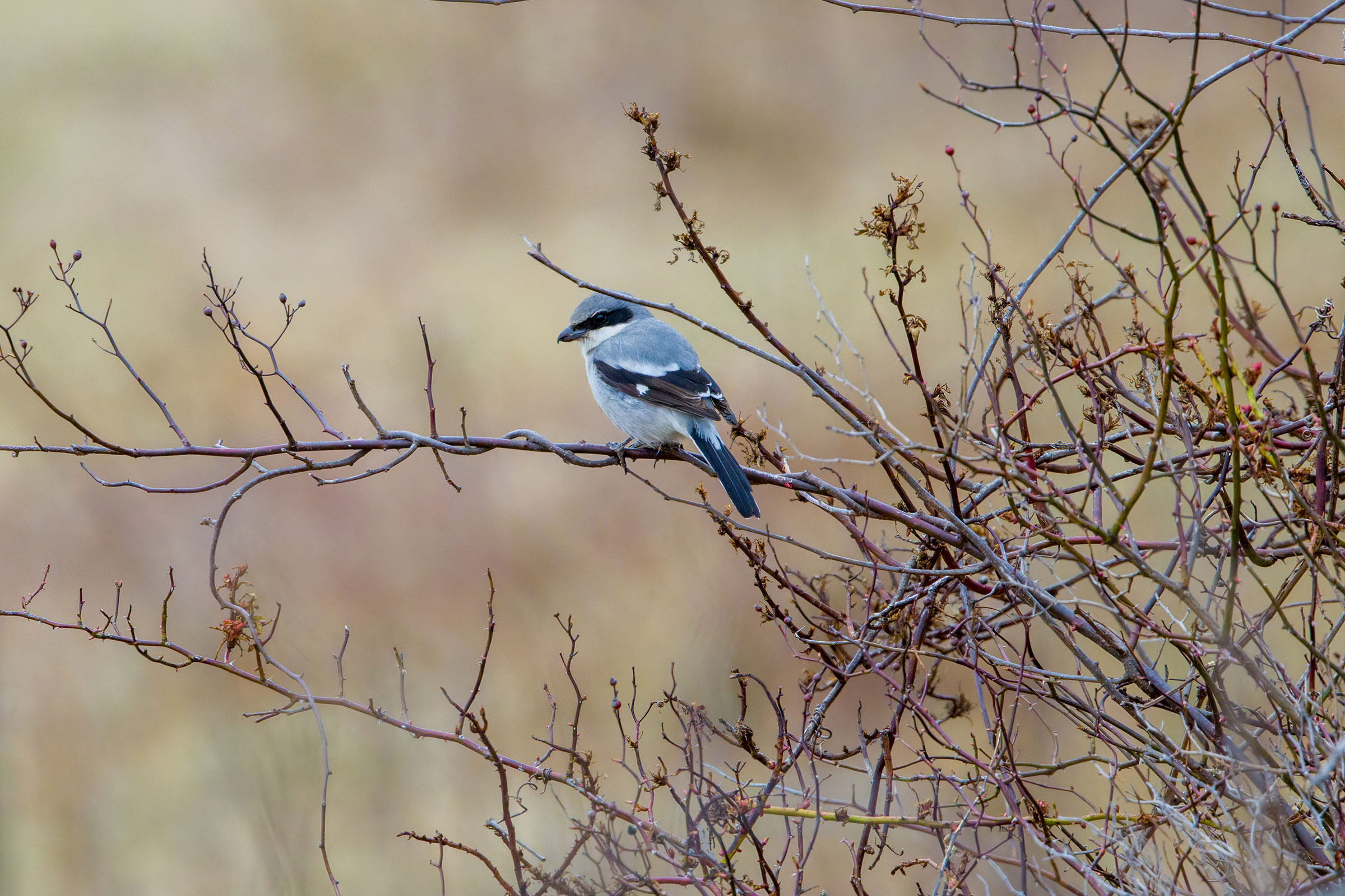 Loggerhead Shrike - Adult, photo by Tom Davis