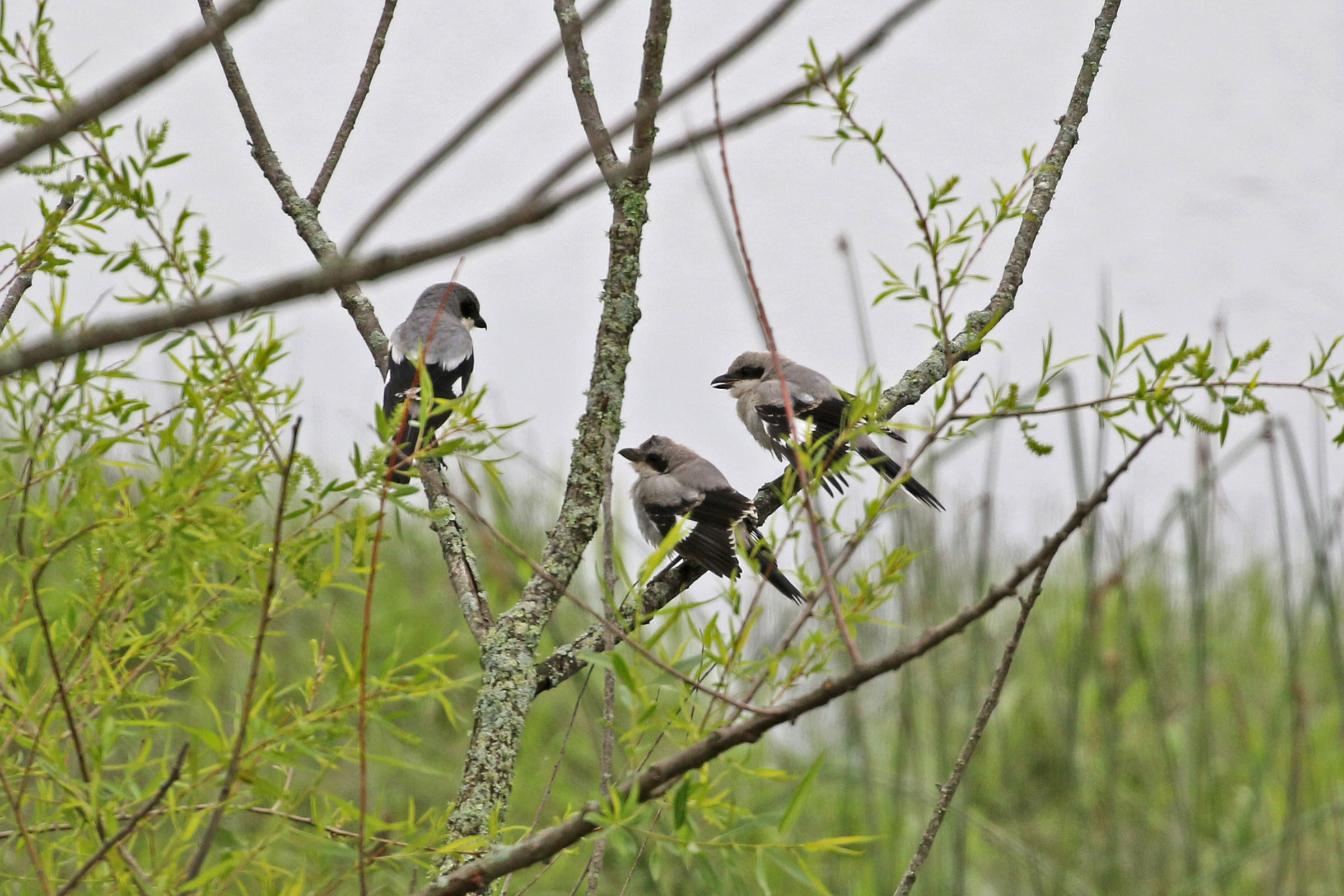 Loggerhead Shrike - Adult with two juveniles, photo by Clancey Deel