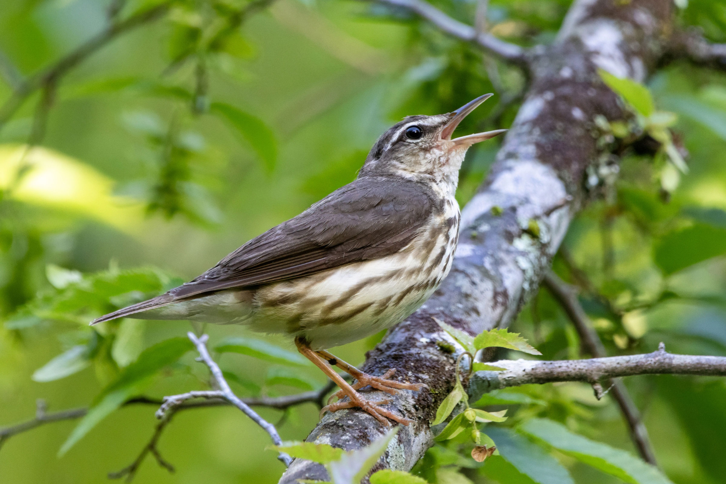 Louisiana Waterthrush - Adult singing, photo by Megan Rollins