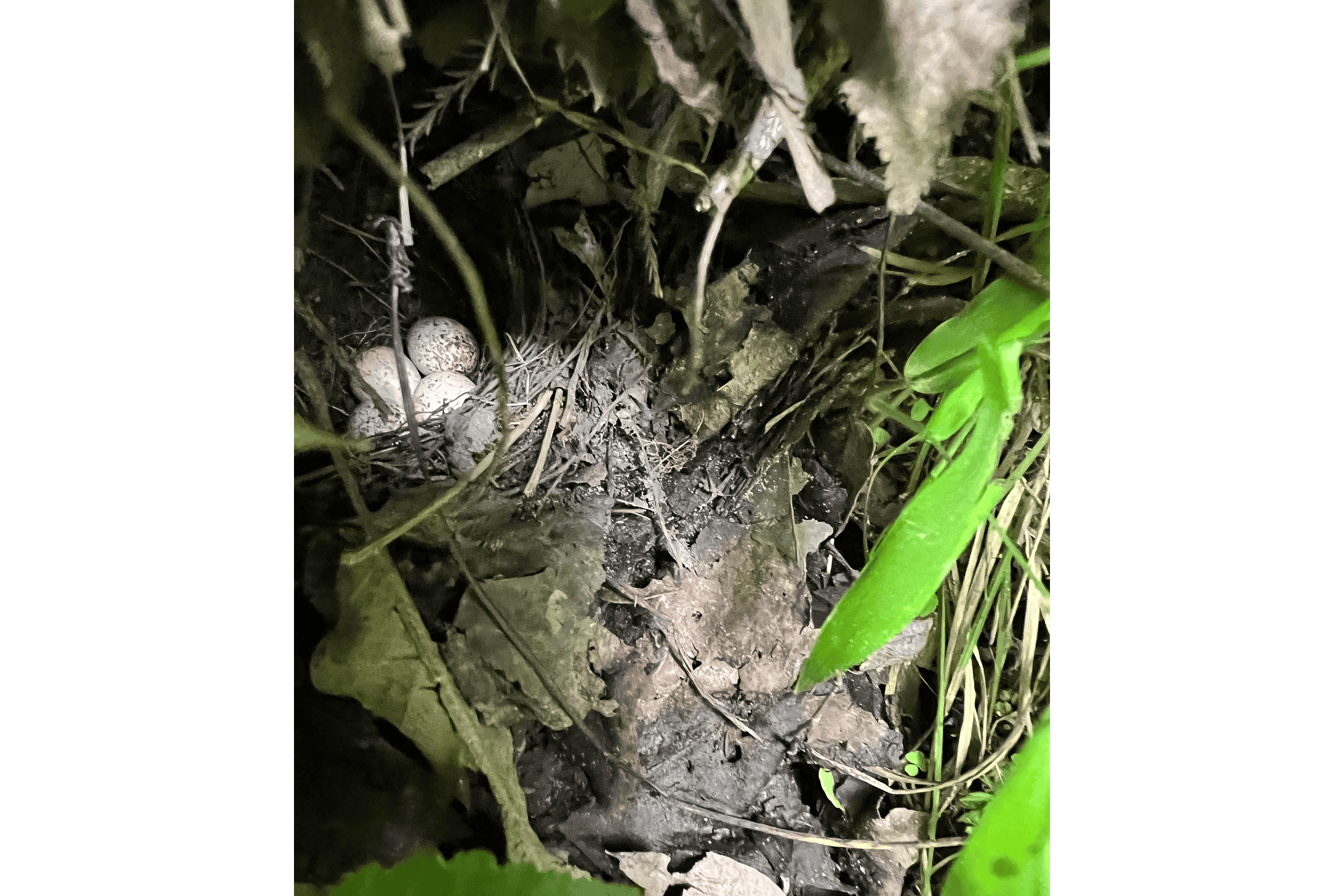 Louisiana Waterthrush - Nest with eggs, photo by Anne Gordon Parker