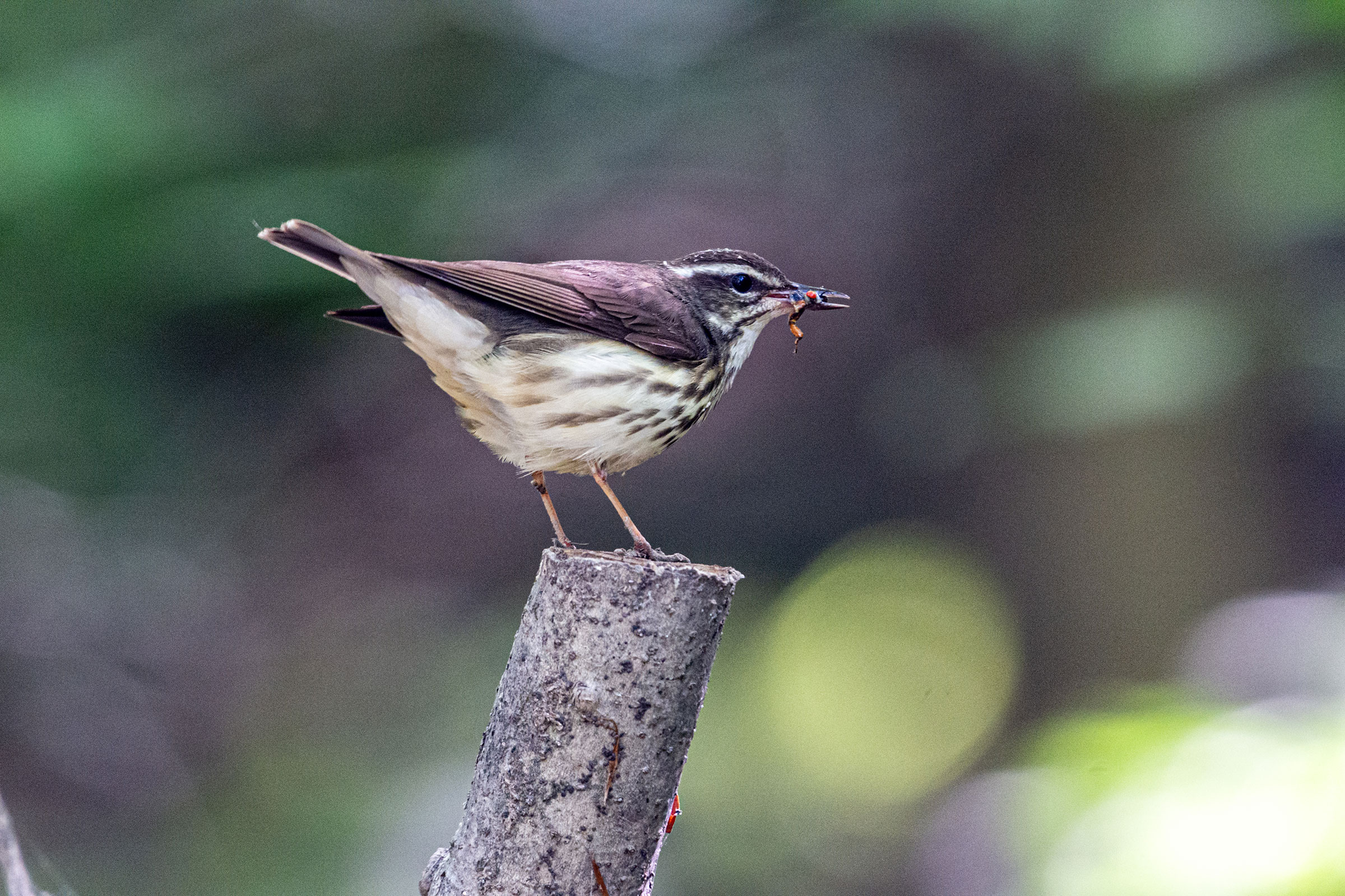 Louisiana Waterthrush - Carrying food, photo by D. Kurt Gaskill