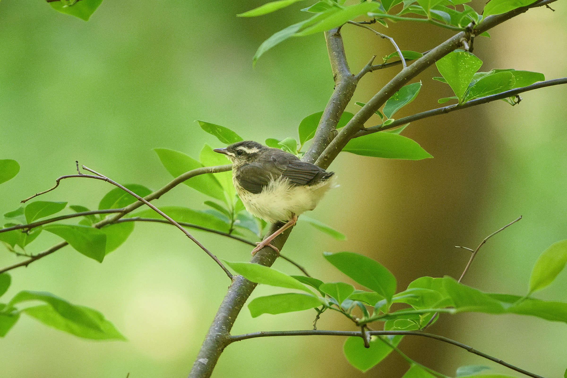 Louisiana Waterthrush - Fledgling, photo by Jim Emery