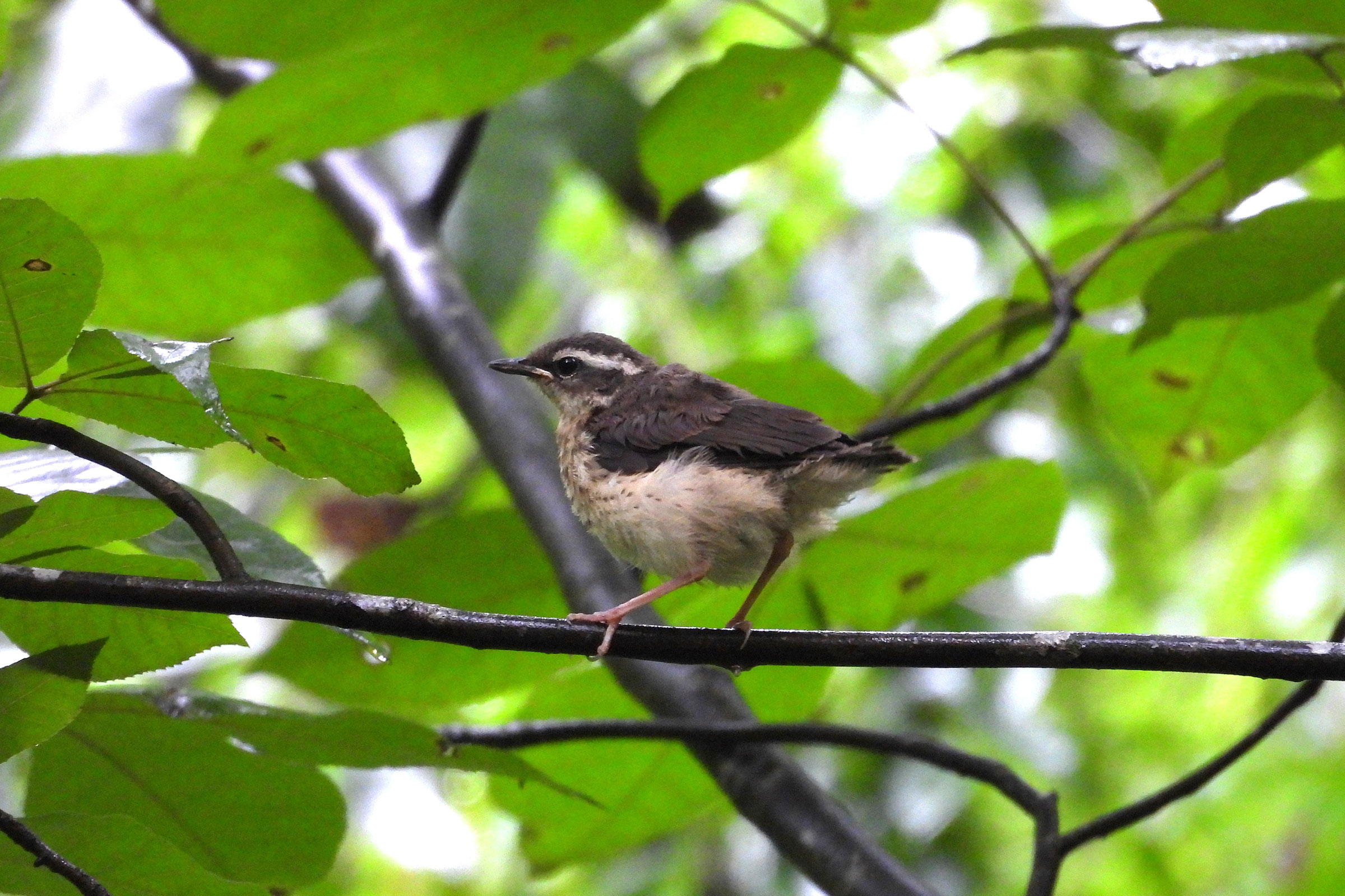 Louisiana Waterthrush - Juvenile, photo by Peter Huffer
