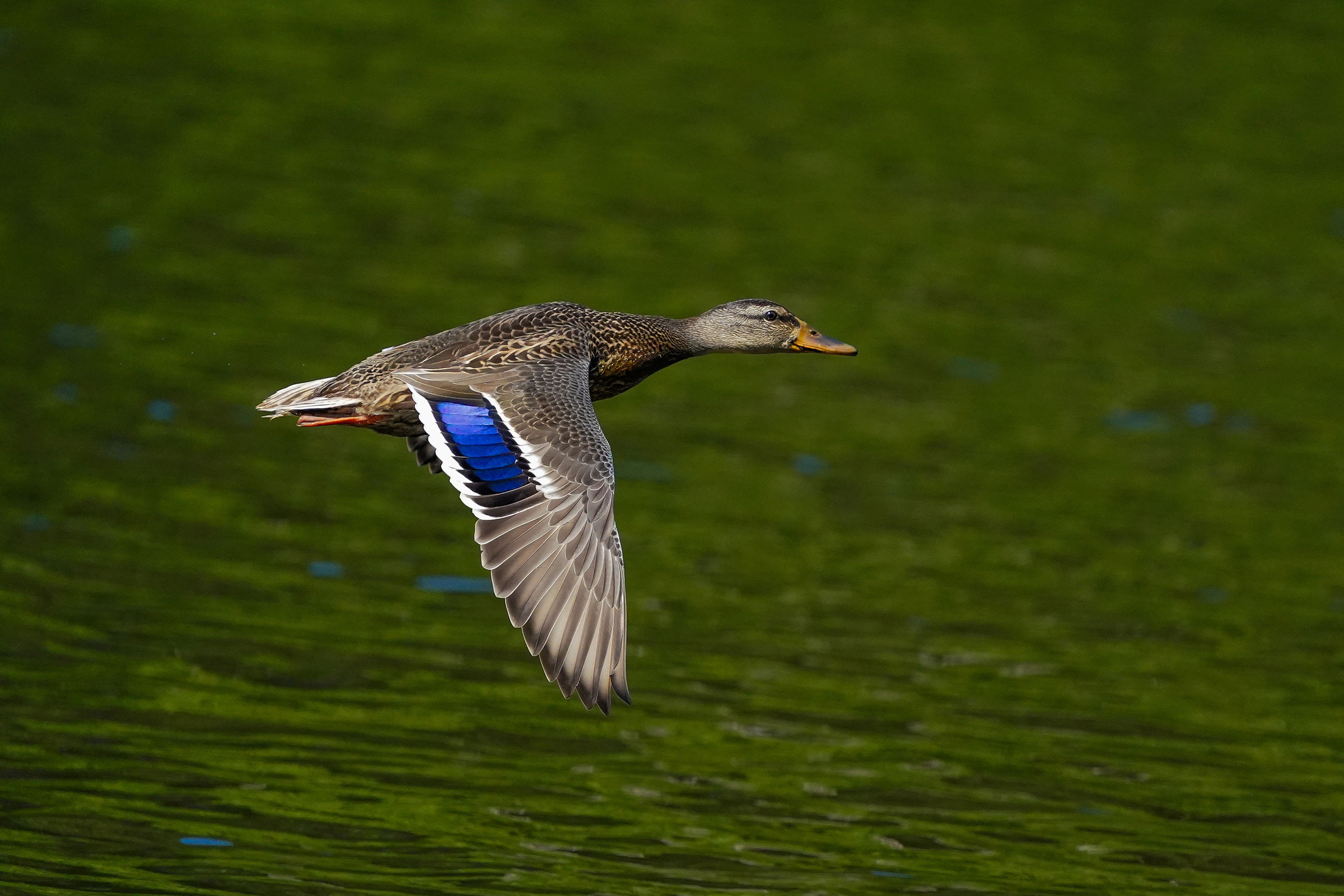 Mallard - Female in flight, photo by TJ Byrd
