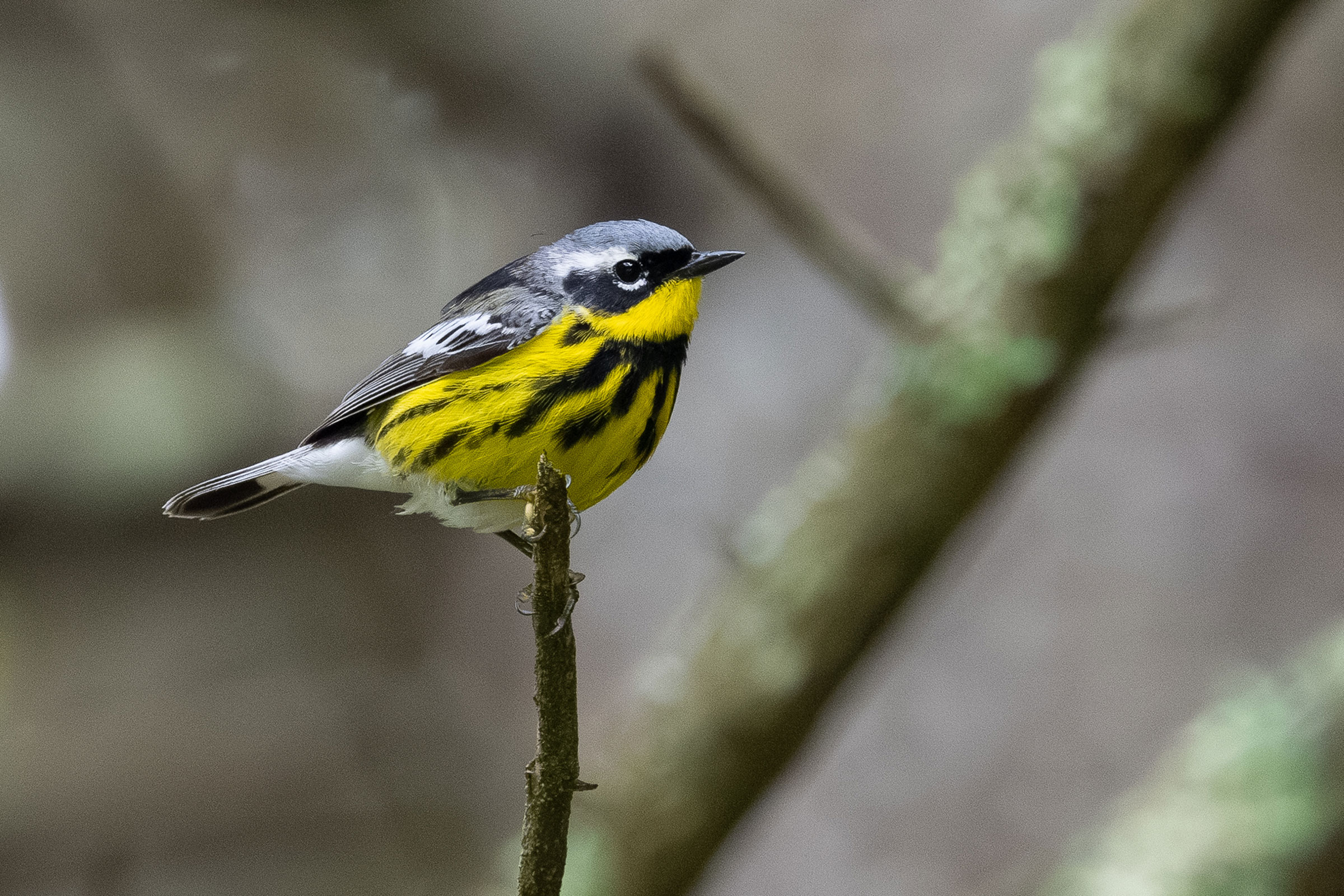 Magnolia Warbler - Adult male, photo by Baxter Beamer