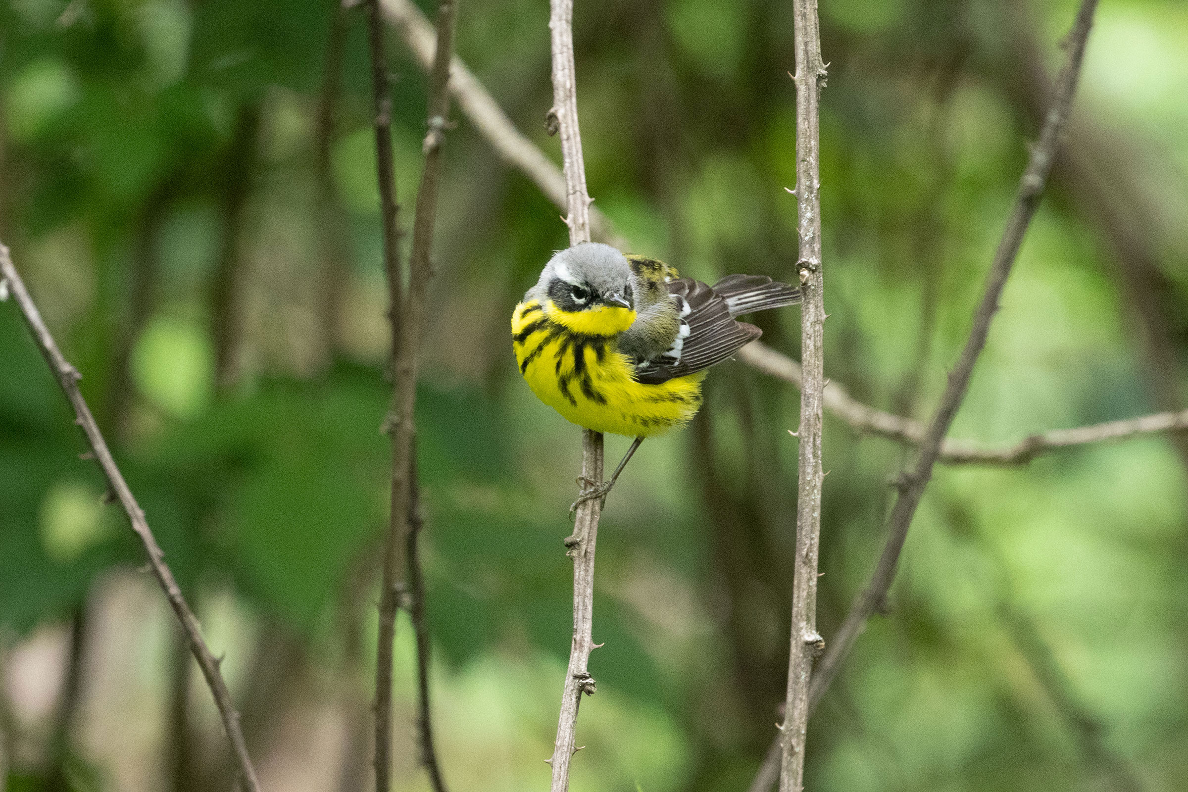 Magnolia Warbler - Adult female, photo by Diane Lepkowski