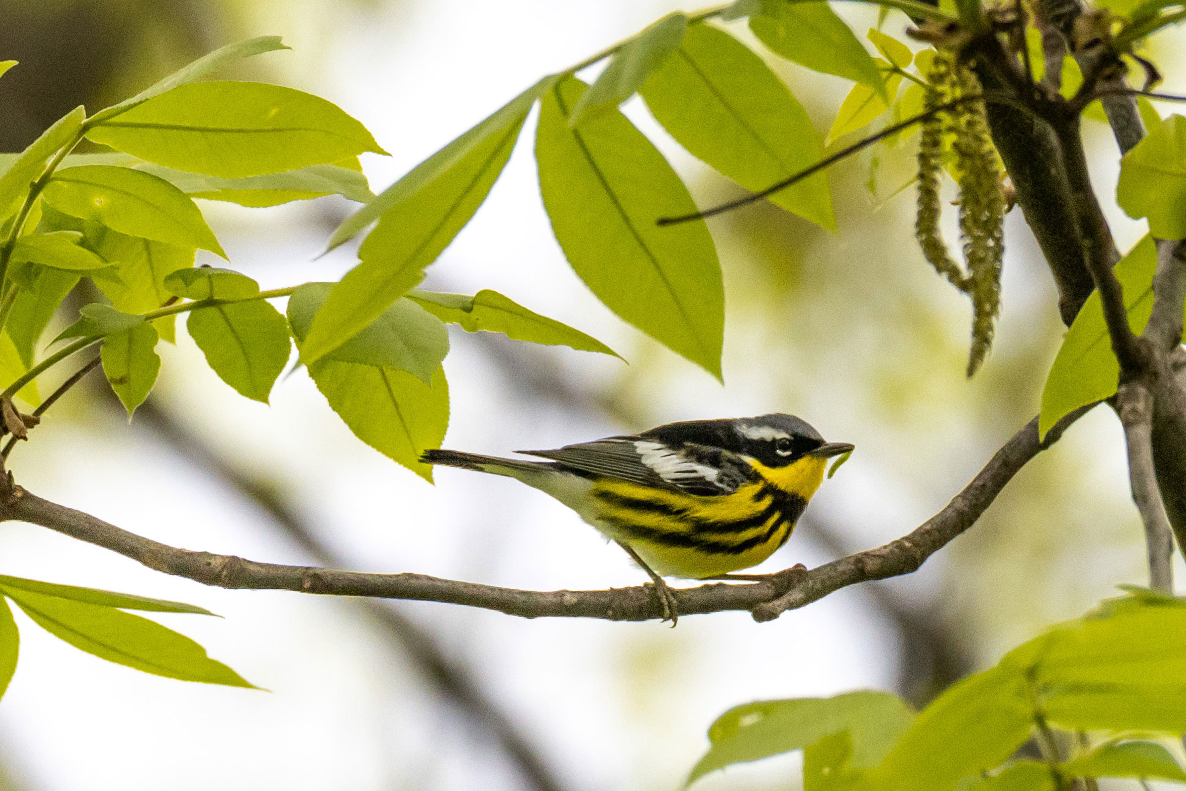 Magnolia Warbler - Carrying food, photo by Paul Hannan