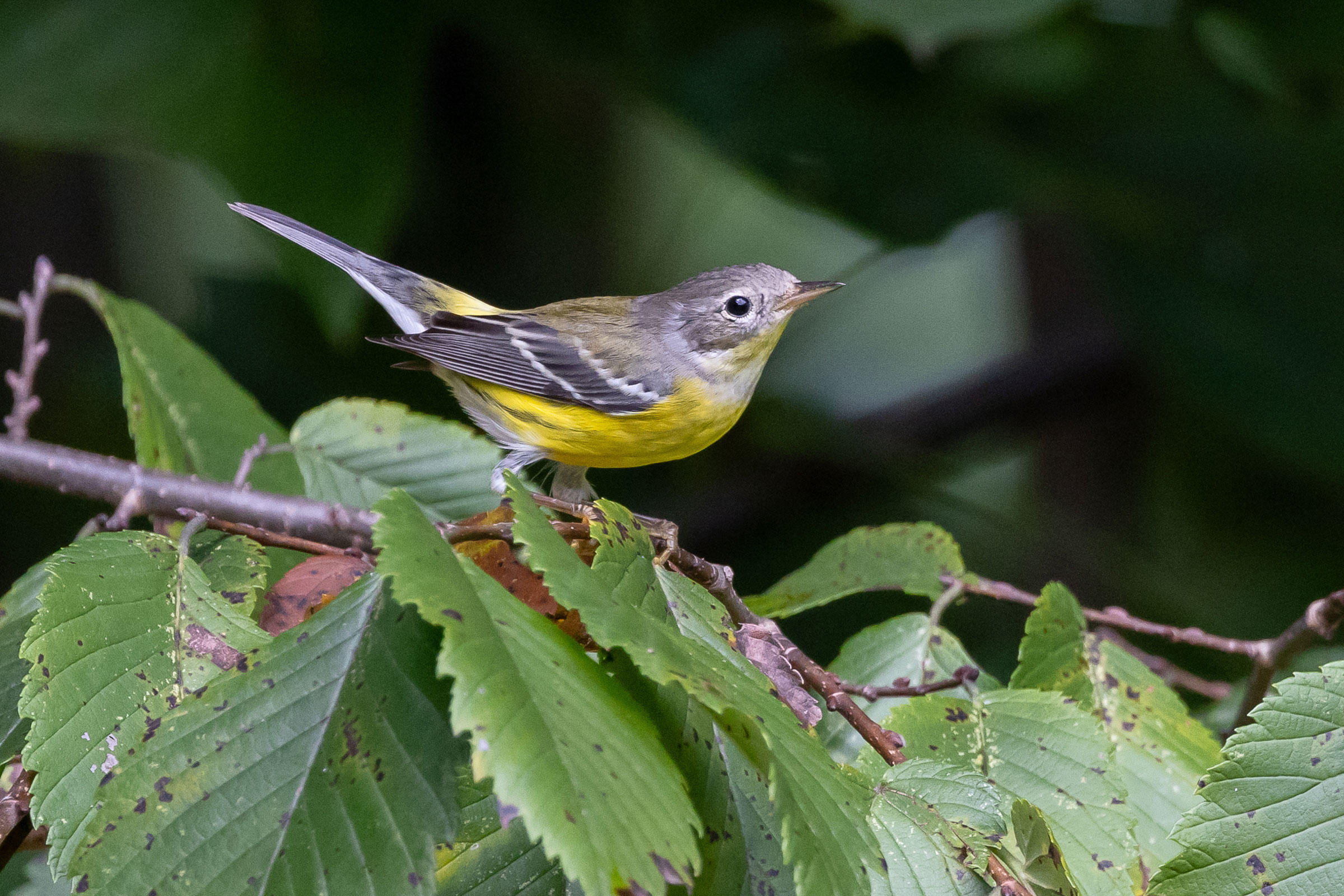 Magnolia Warbler - Juvenile, photo by Baxter Beamer