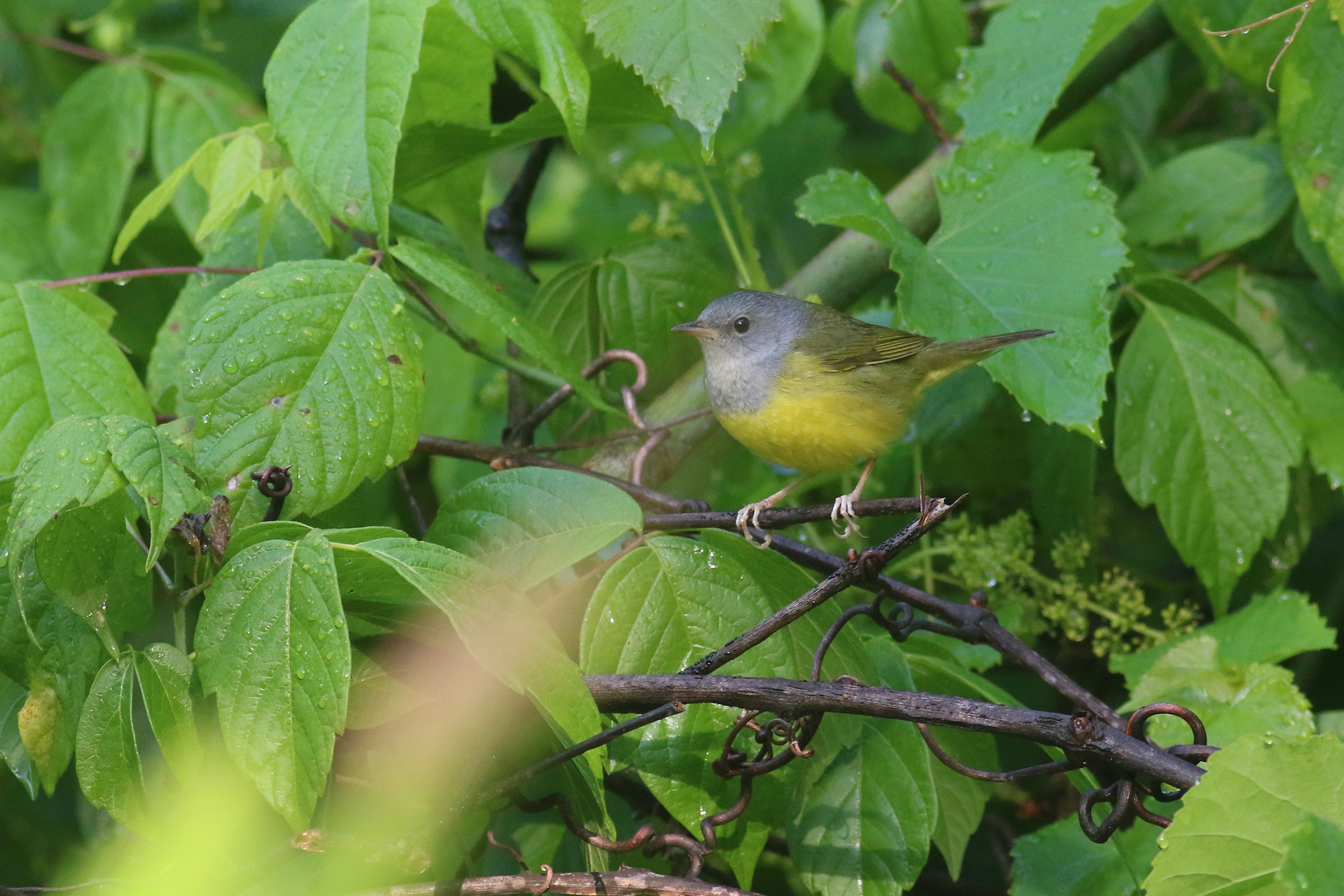 Mourning Warbler - Adult female, photo by Theo Staengl