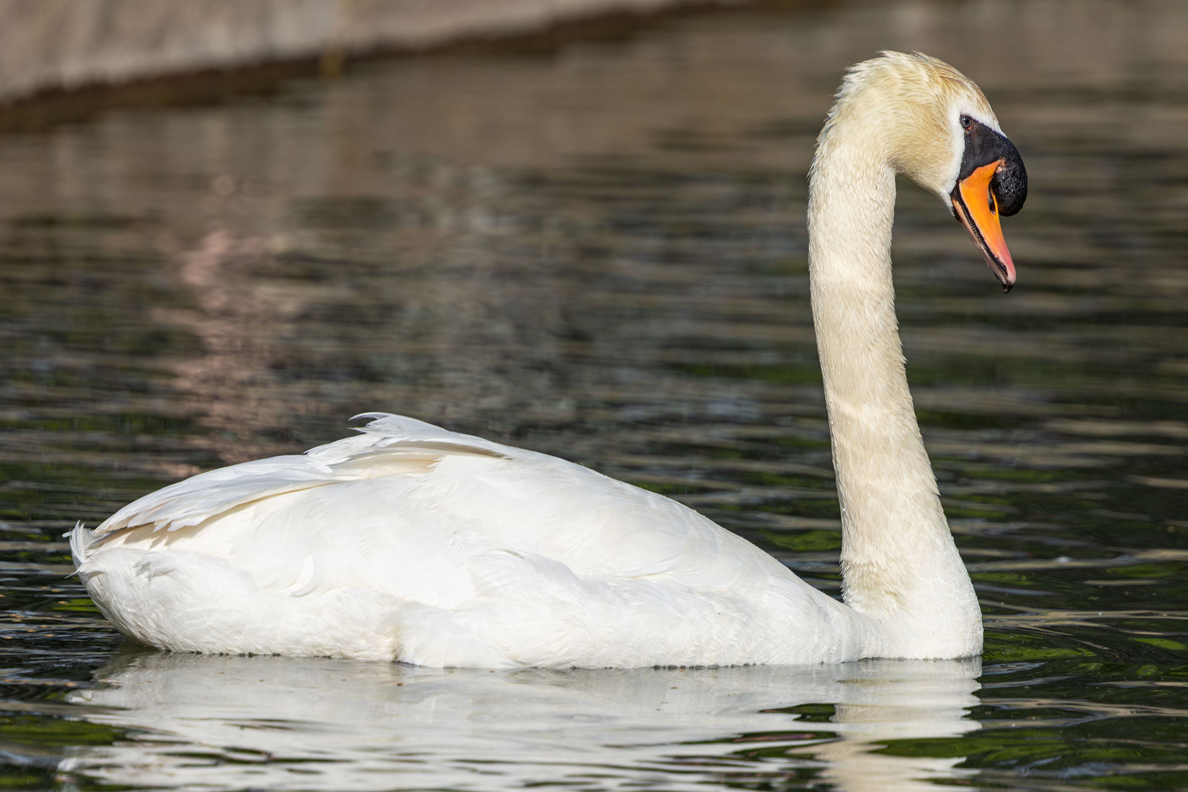 Mute Swan - Adult, photo by Todd Dixon