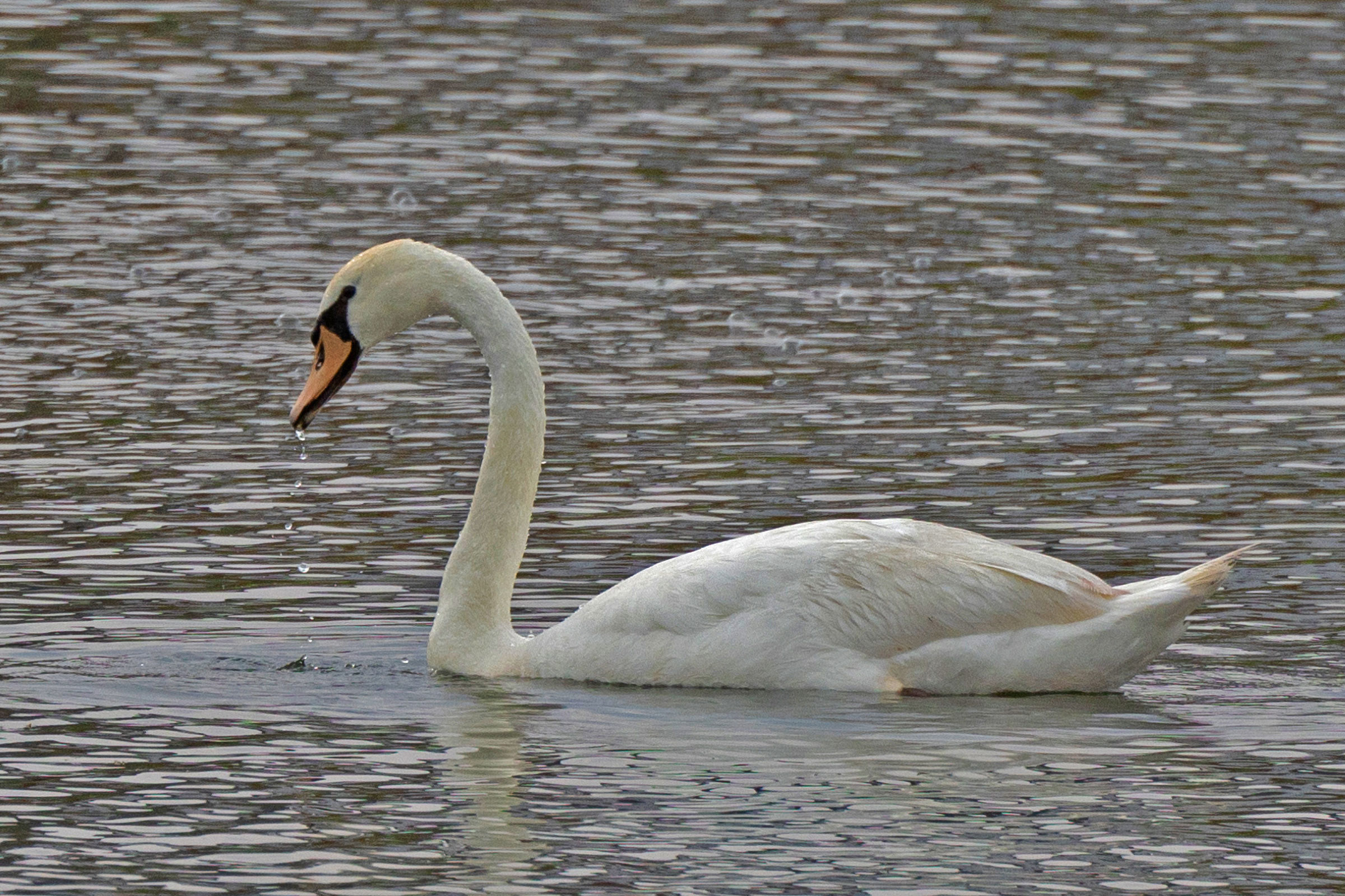 Mute Swan - Adult, photo by Bryan Henson