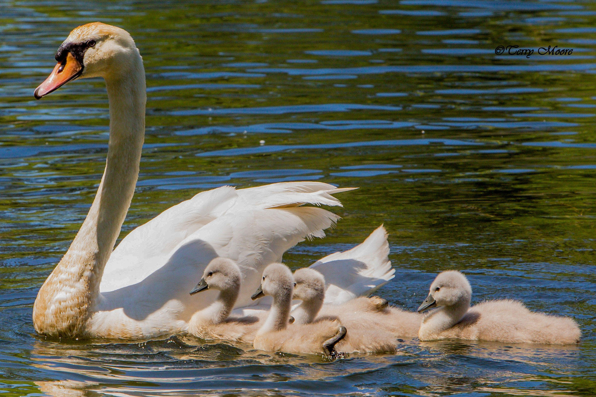 Mute Swan - Adult with young, photo by Terry Moore