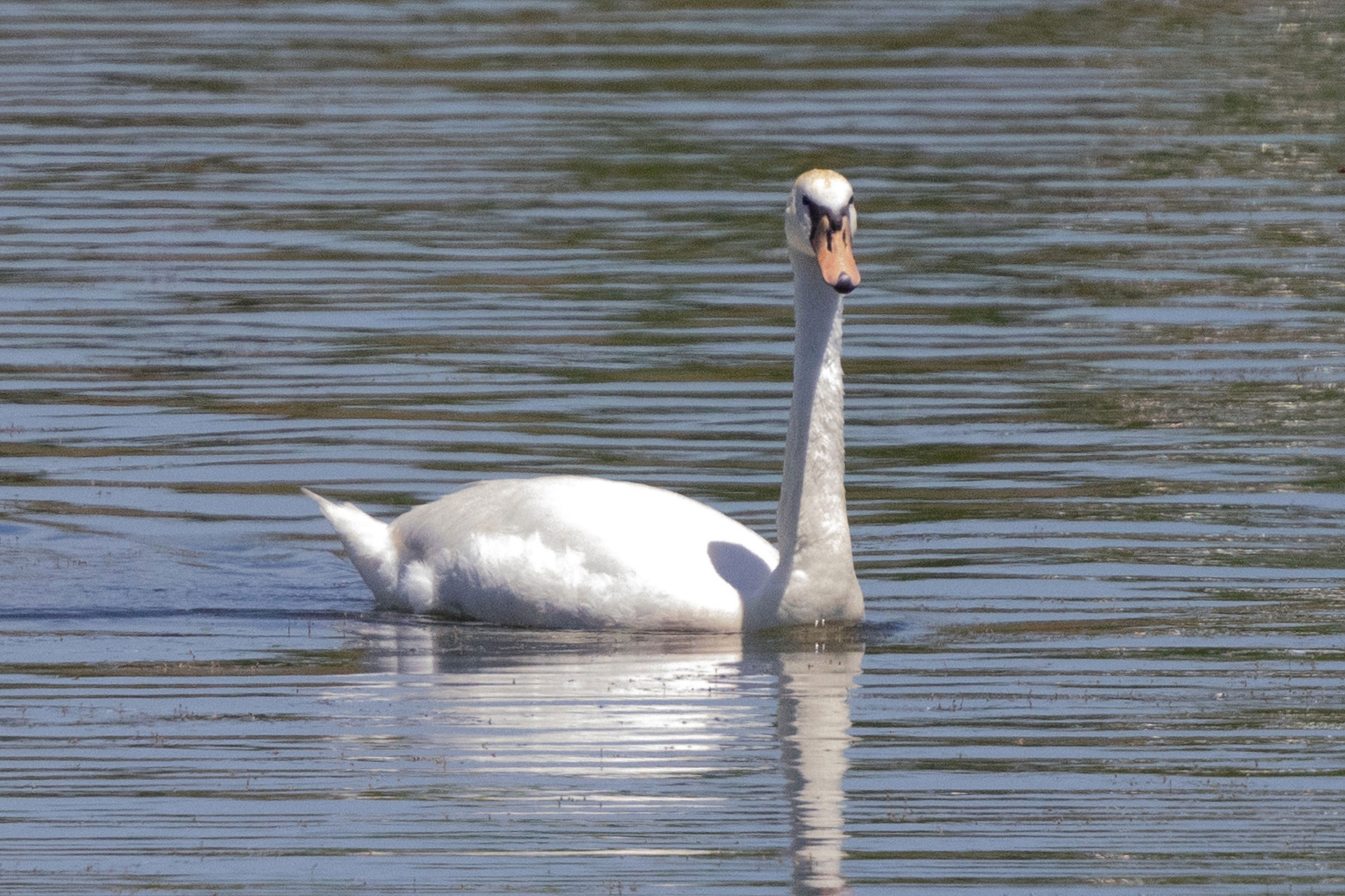 Mute Swan - Immature, photo by Dixie Sommers